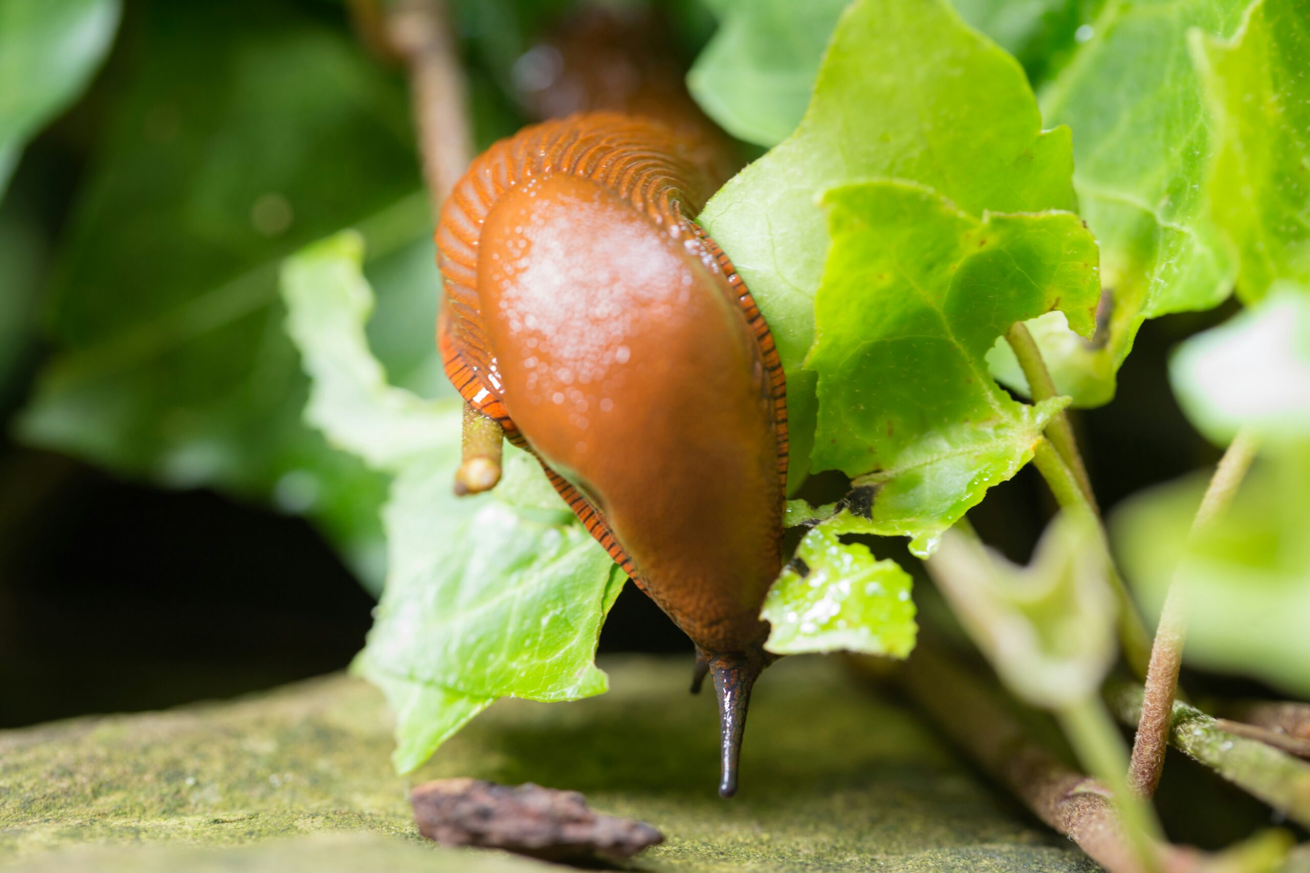 10 Plants That Slugs Actually Hate (And Why Gardeners in the UK Need to Know This)