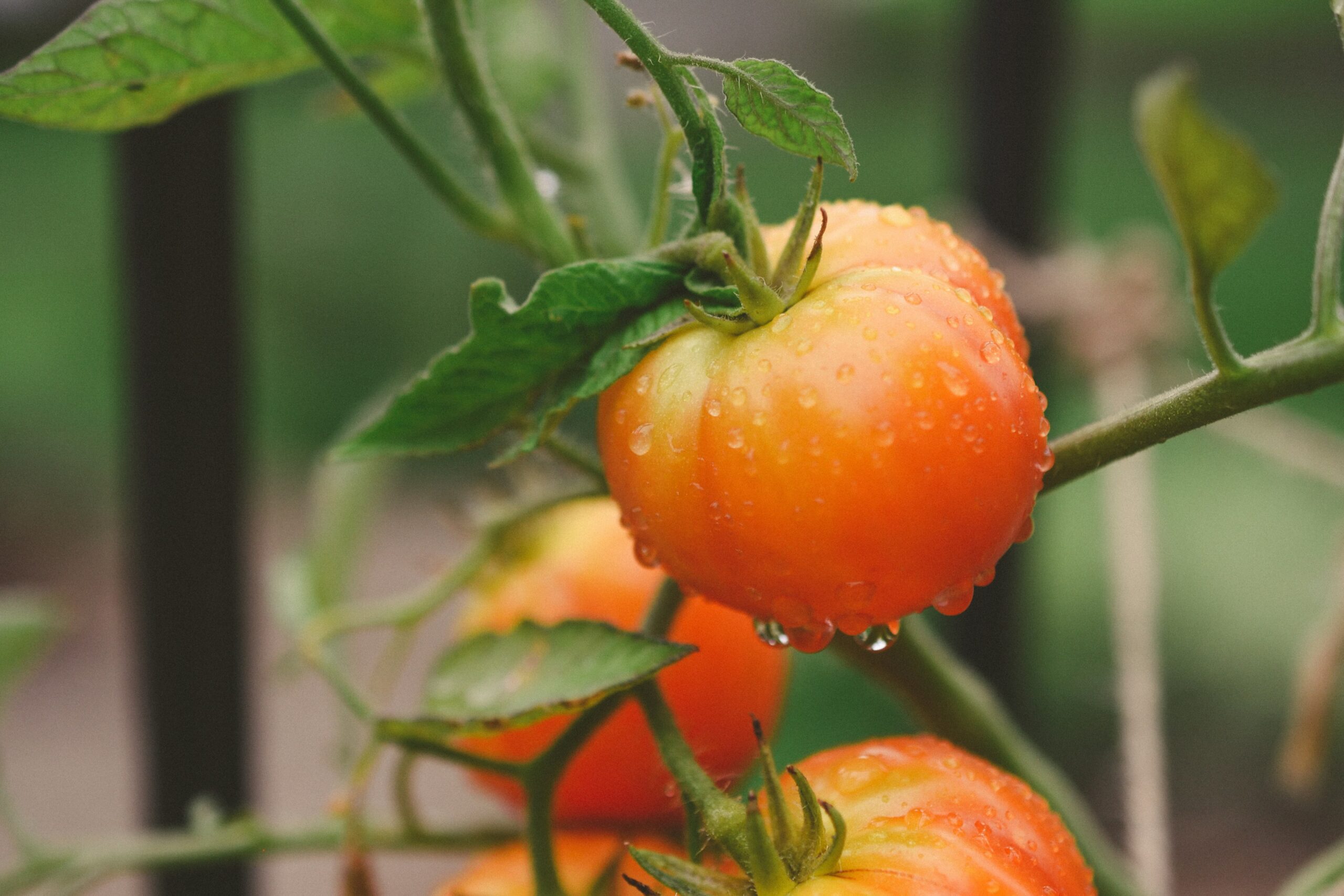 I Wasted Three Summers Growing Tomatoes Wrong. Here’s What Actually Works in the UK