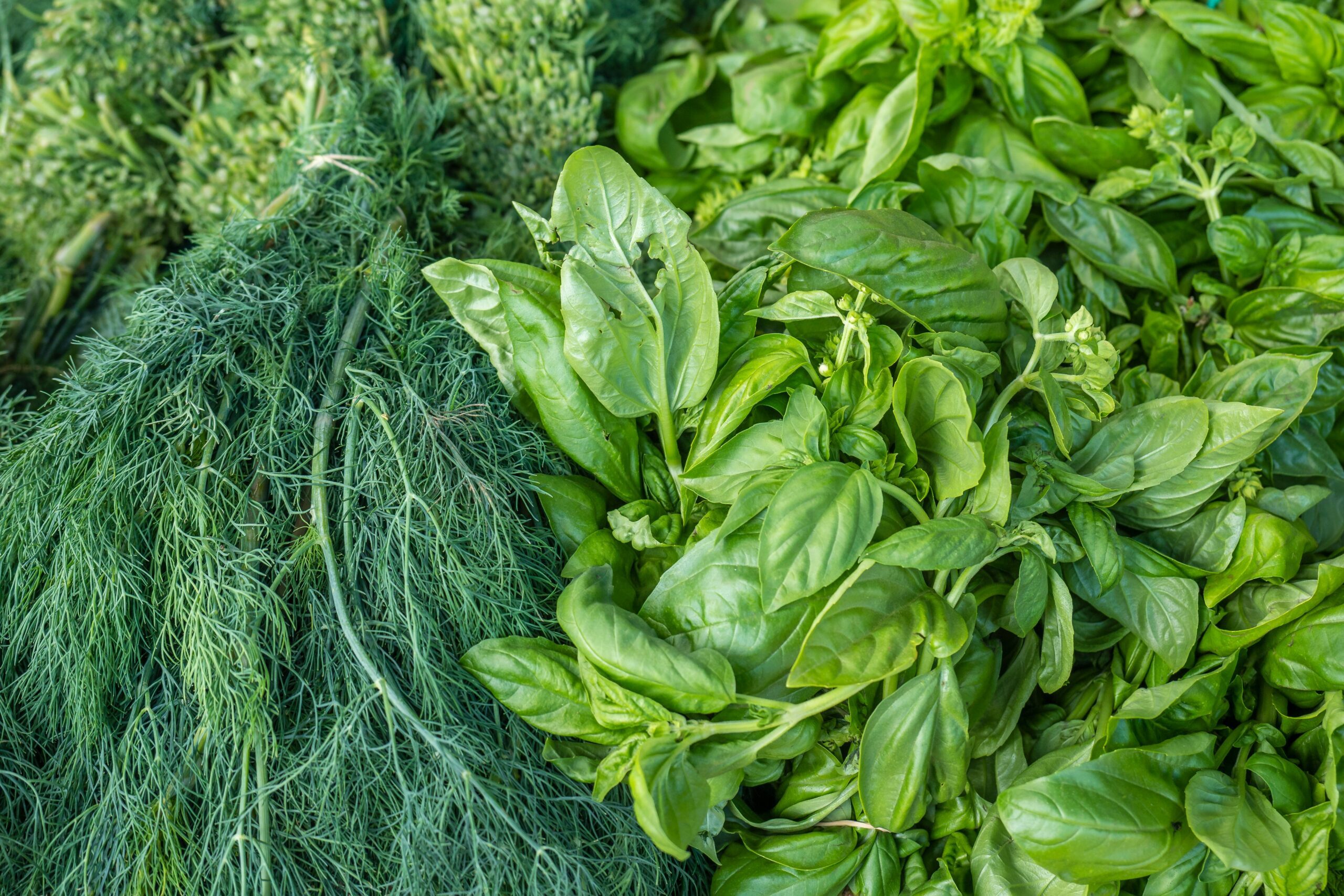 Herbs to grow on a windowsill UK kitchen with pots of basil mint and chives on a sunny sill