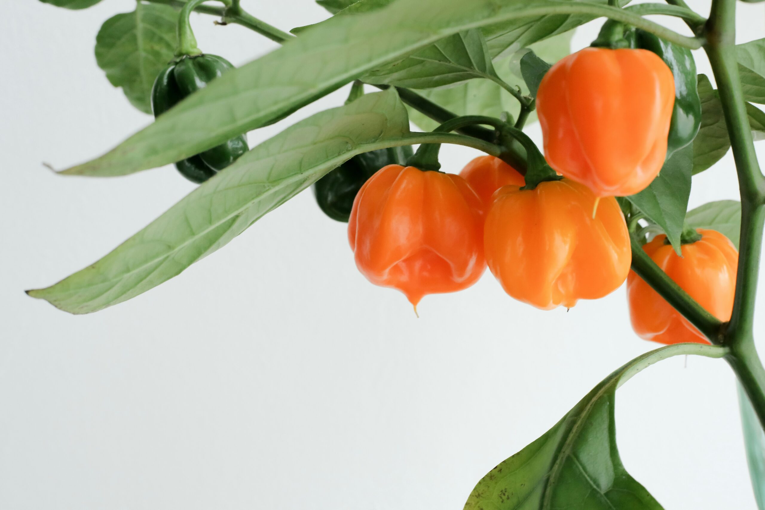 how to grow peppers in the UK