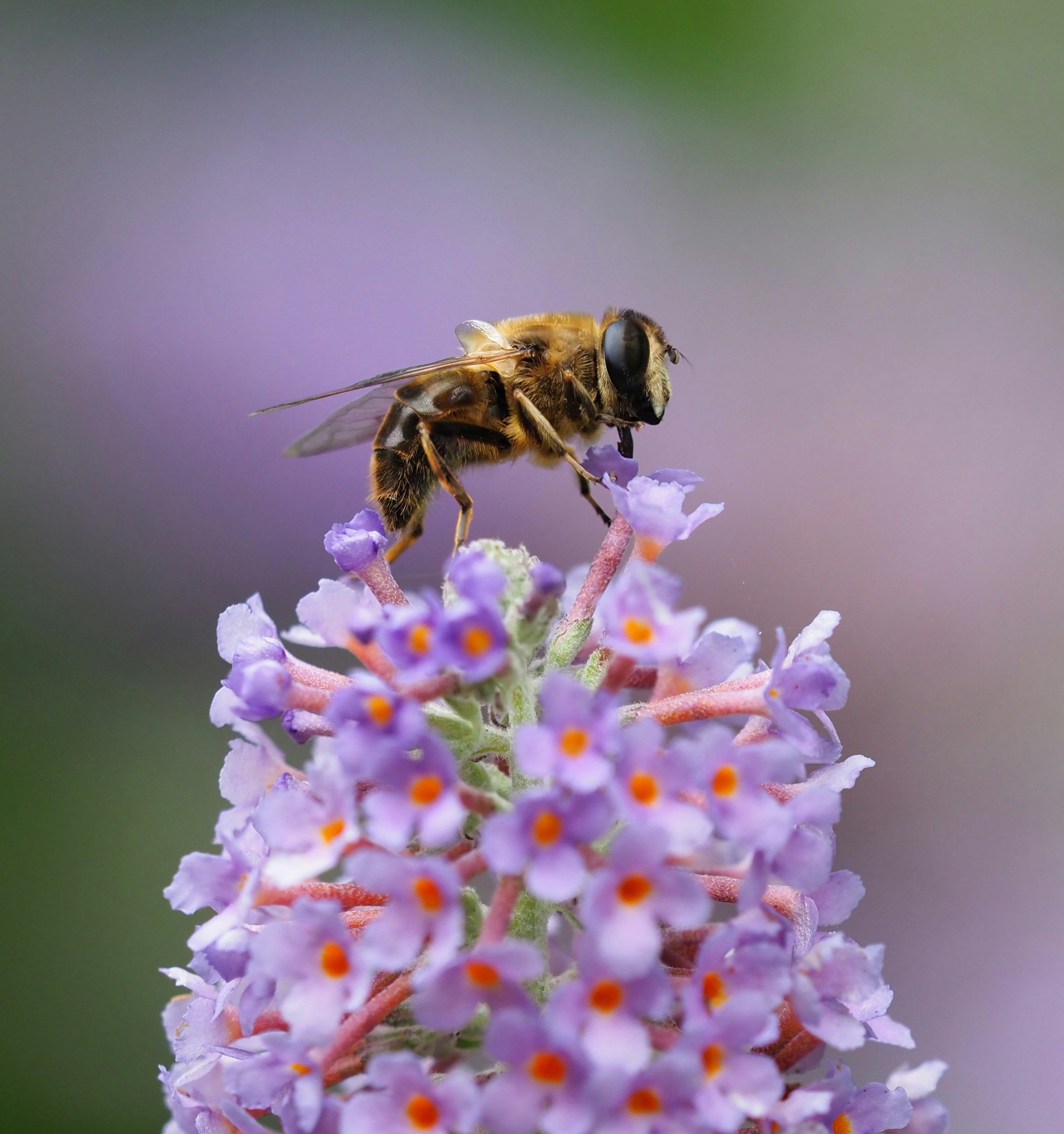 flowers that attract bees UK
