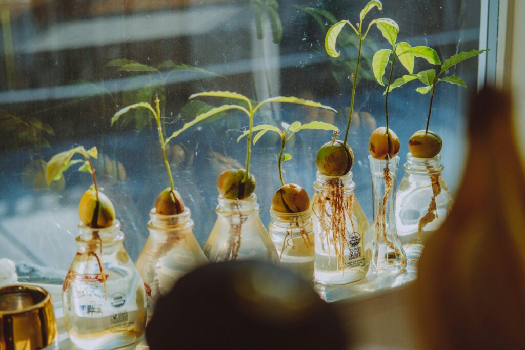 Grow avocado from pit UK — avocado stone suspended over water with toothpicks showing white roots