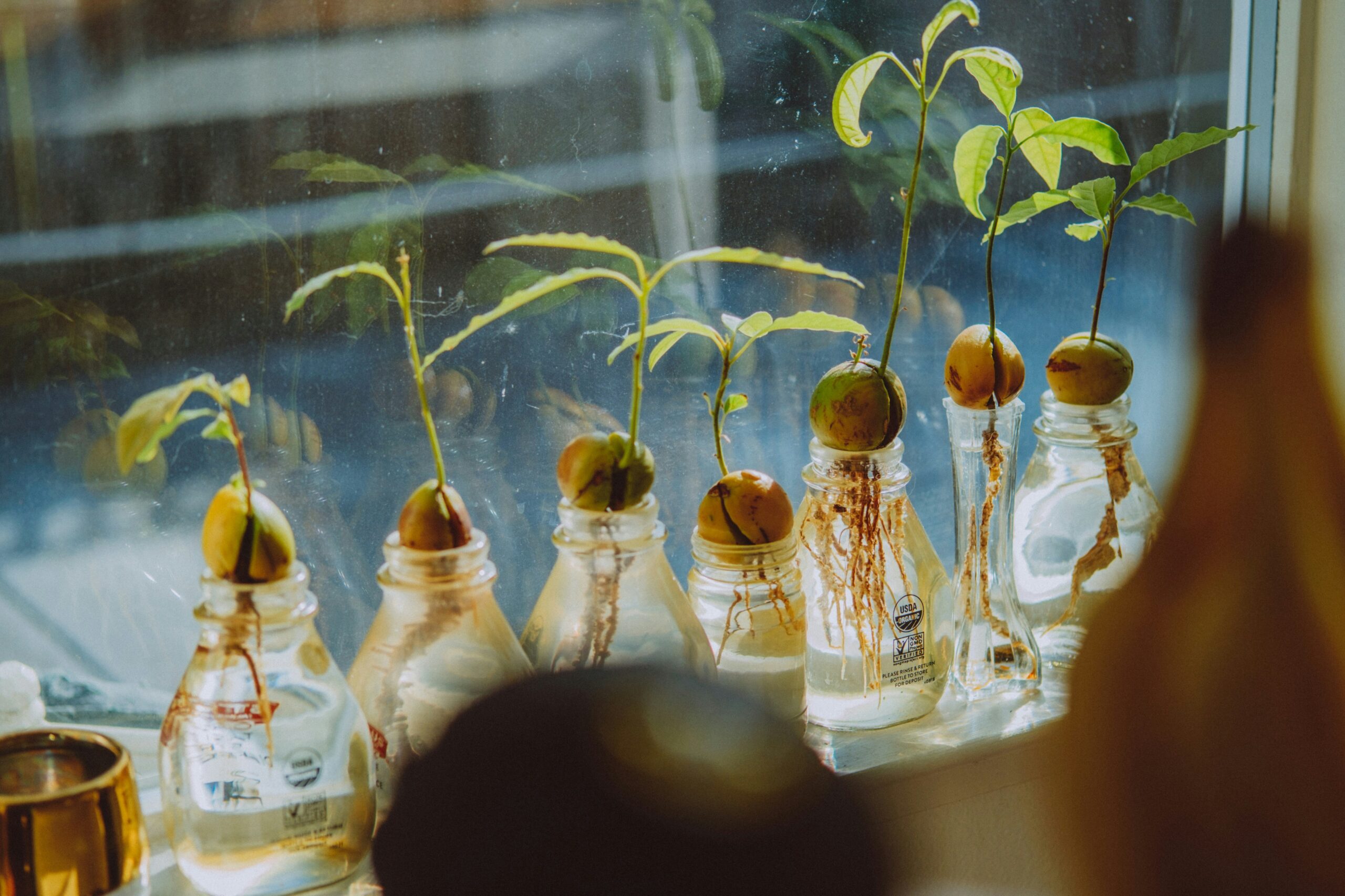 How to Grow an Avocado from a Pit — And What Nobody Tells You About It