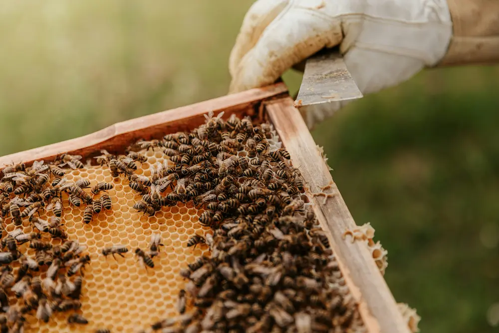 keep bees in your garden UK