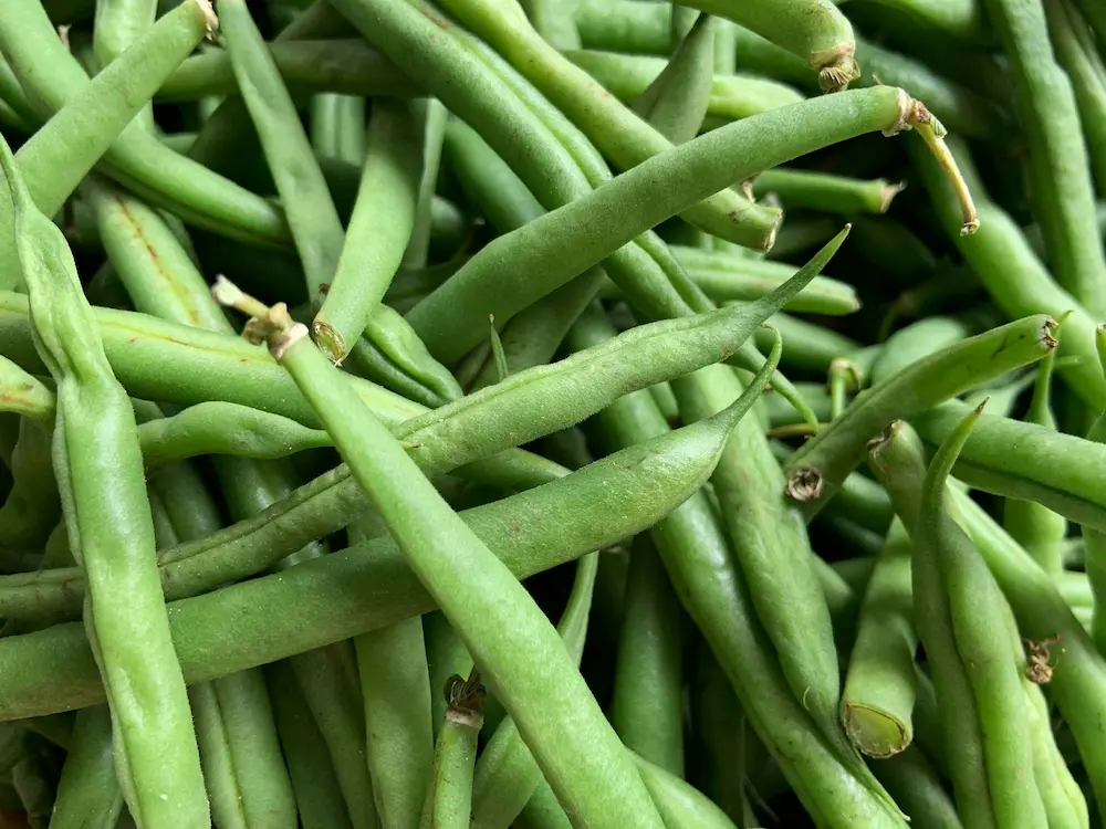 how to grow French beans in the UK