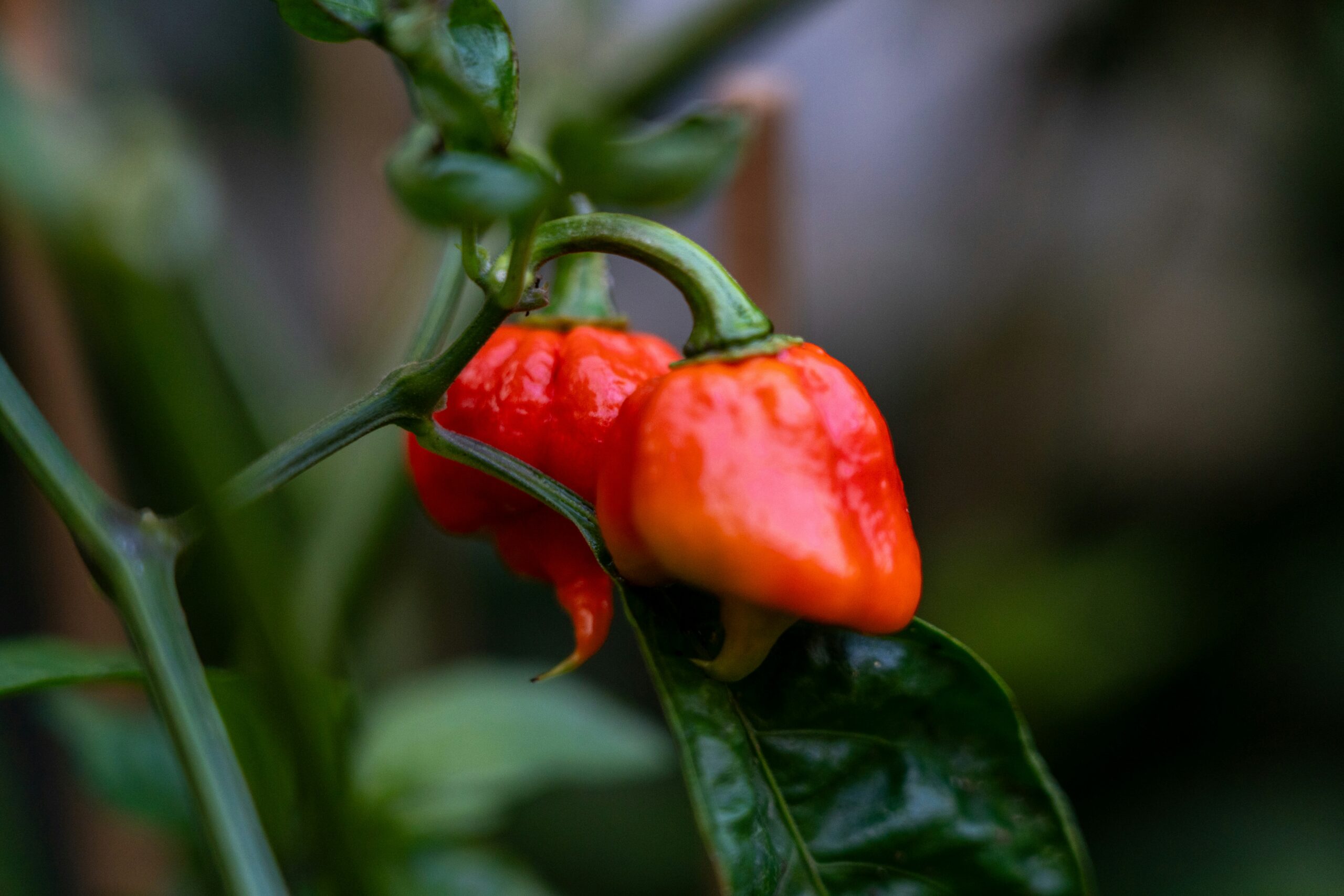 how to grow chillies in the UK