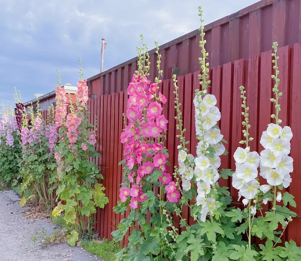 How to Grow Hollyhocks in the UK — Tall, Dramatic, and Completely Hardy