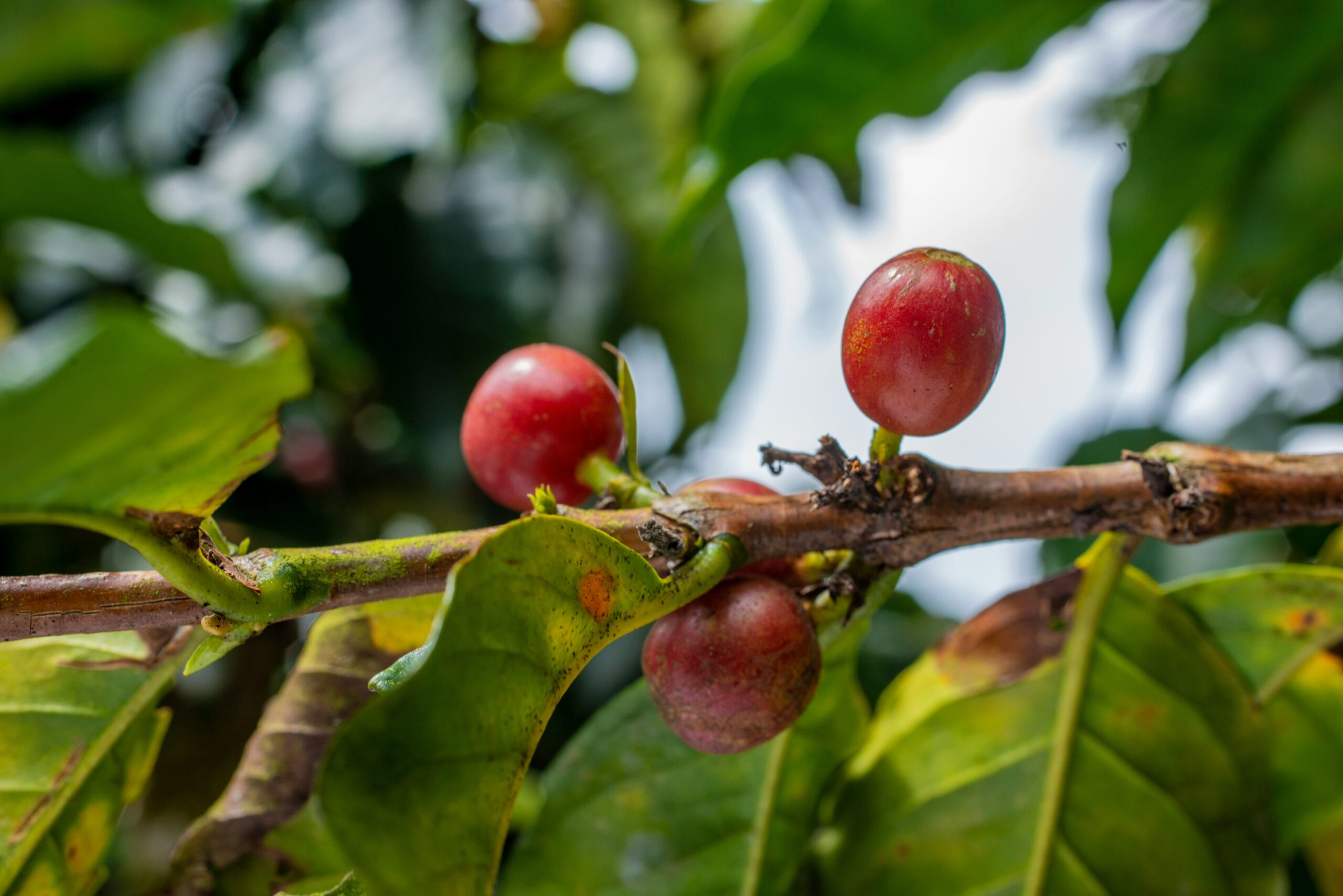 How to Grow Gooseberries in the UK — The Forgotten Fruit Making a Comeback