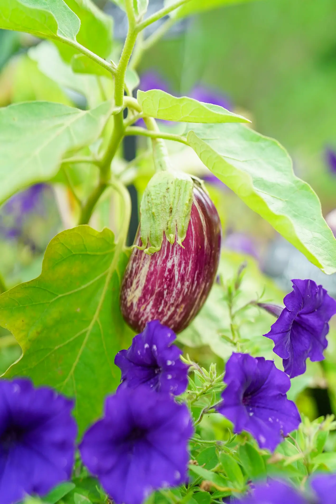 How to Grow Aubergines in the UK — Harder Than Tomatoes But Worth It