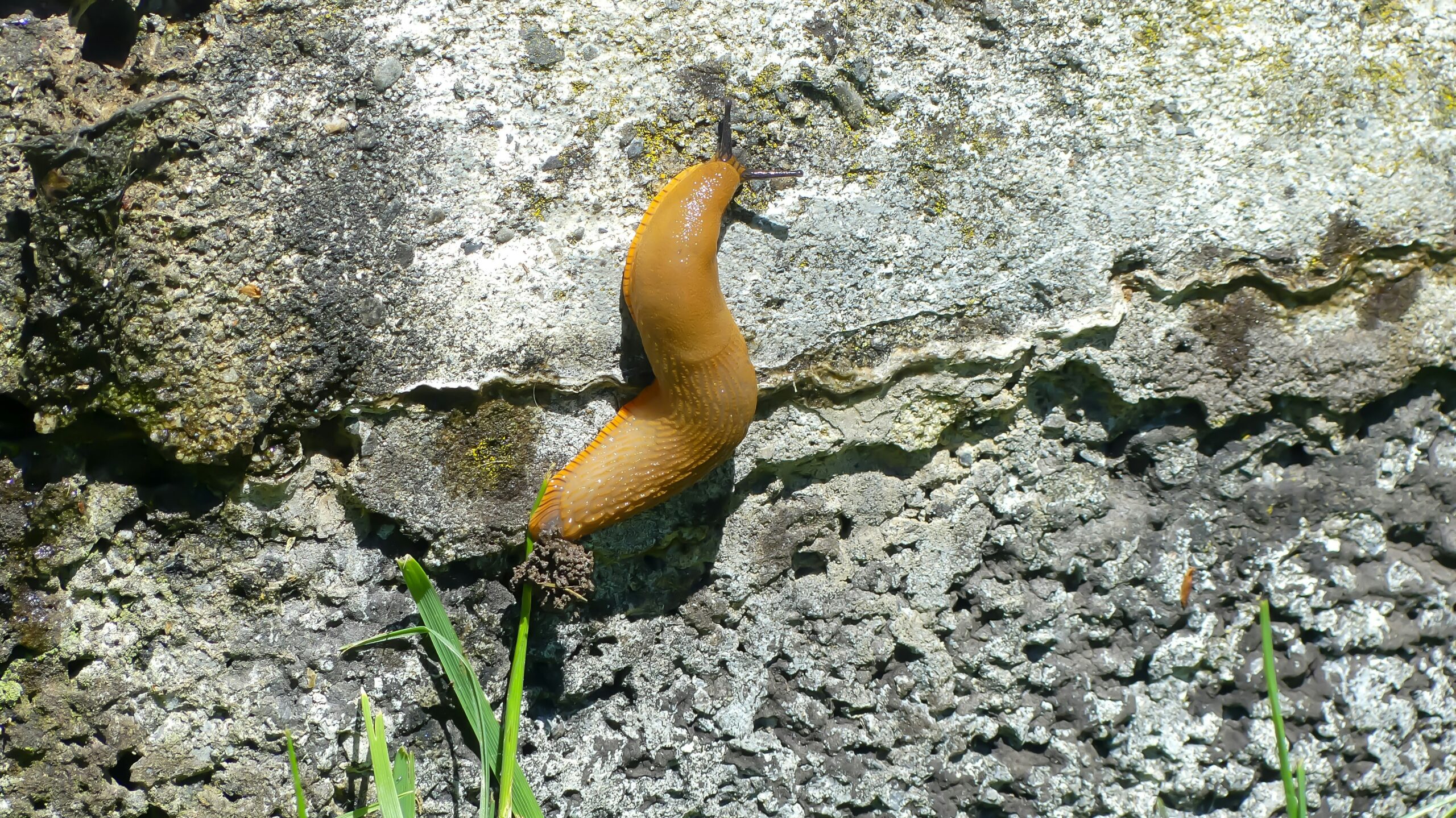 Natural Slug Control That Actually Works — No Pellets, No Chemicals, No Nonsense