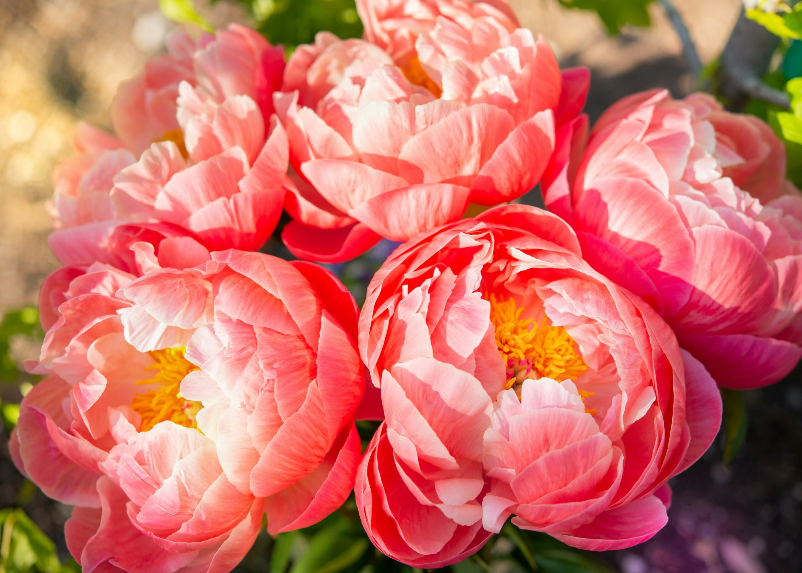 how to grow peonies in the UK