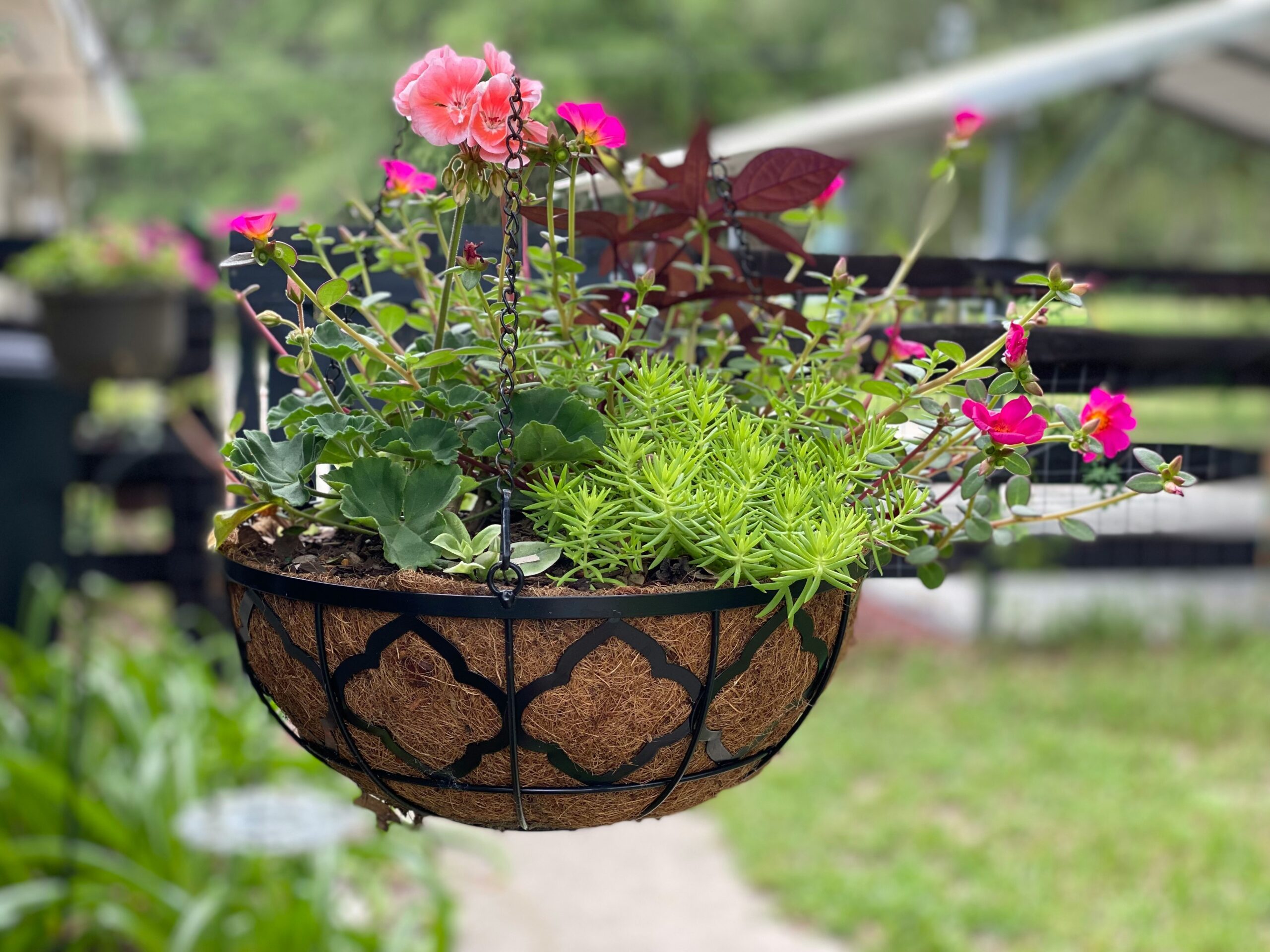 hanging flower baskets UK
