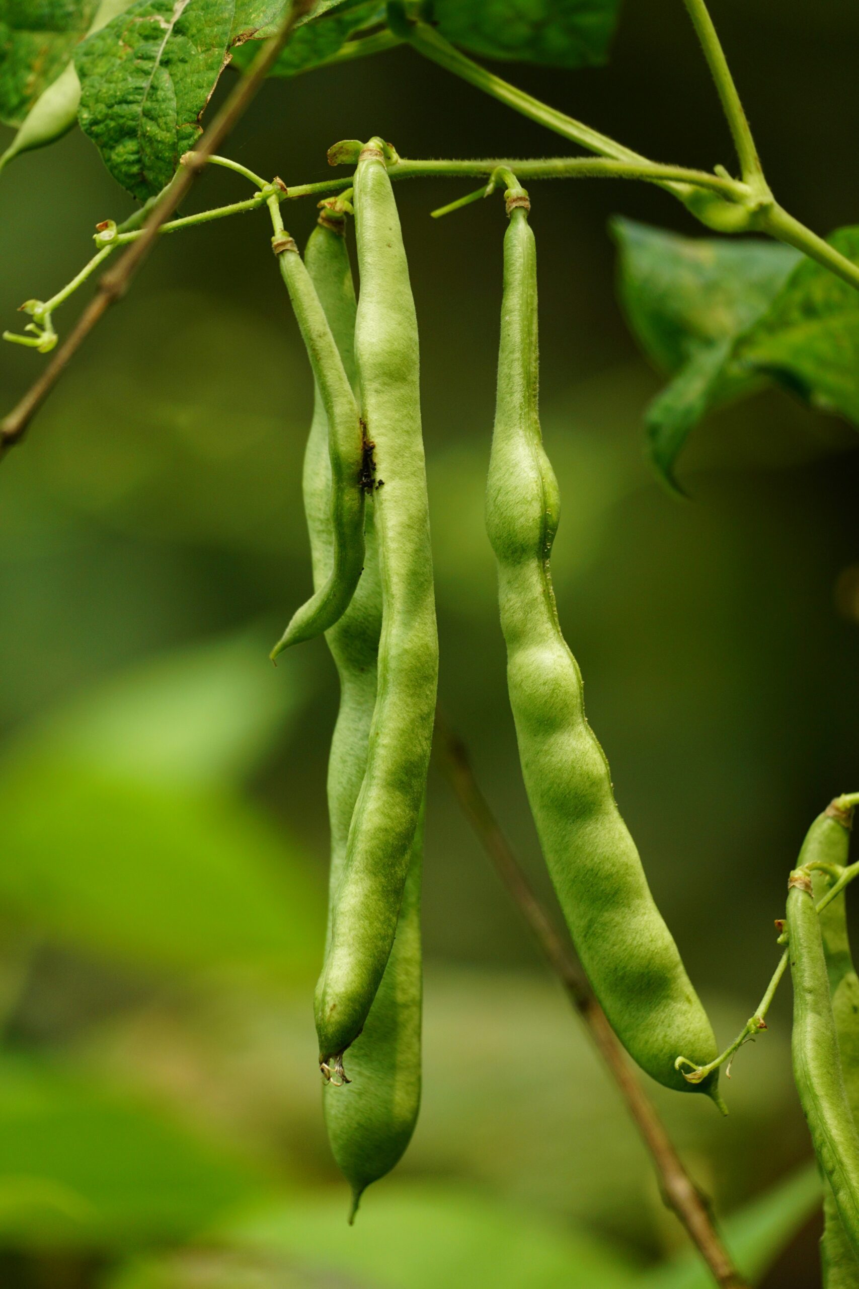 How to Grow Broad Beans in the UK — The First Vegetable of Spring
