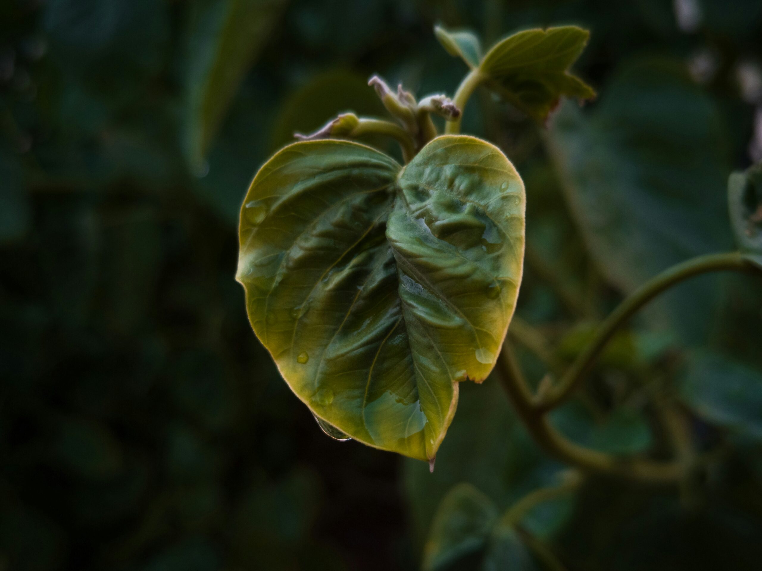 Why Are My Plant Leaves Turning Yellow? (10 Real Causes and How to Fix Each One)