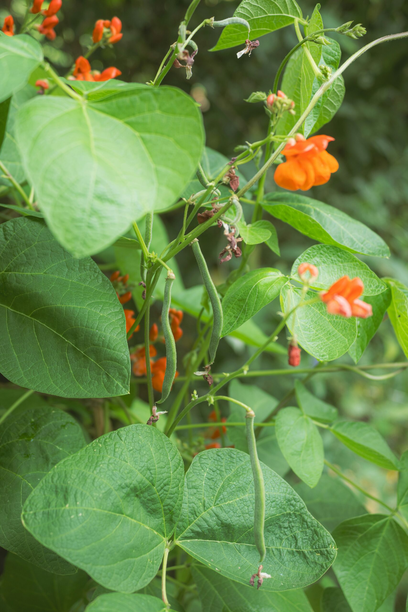 ow to grow runner beans in the UK