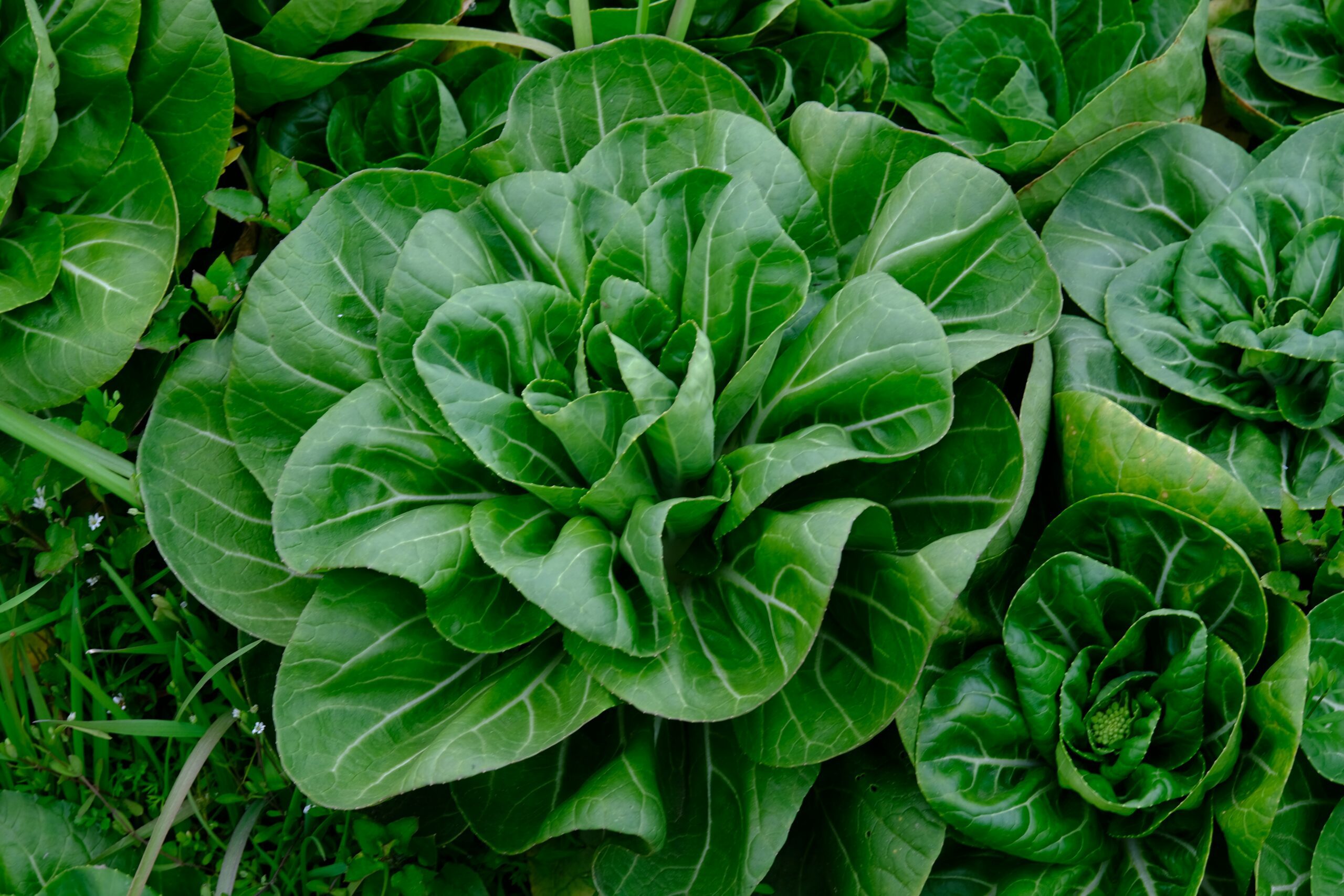 easiest vegetables to grow for UK beginners