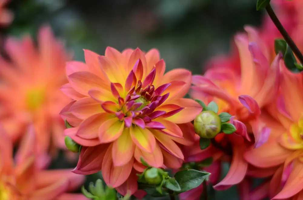 How to Grow Dahlias from Tubers — Storing, Planting, and Getting More for Free