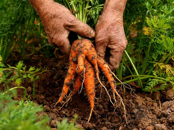 How to Grow Carrots in the UK — And Why Yours Keep Coming Out Forked
