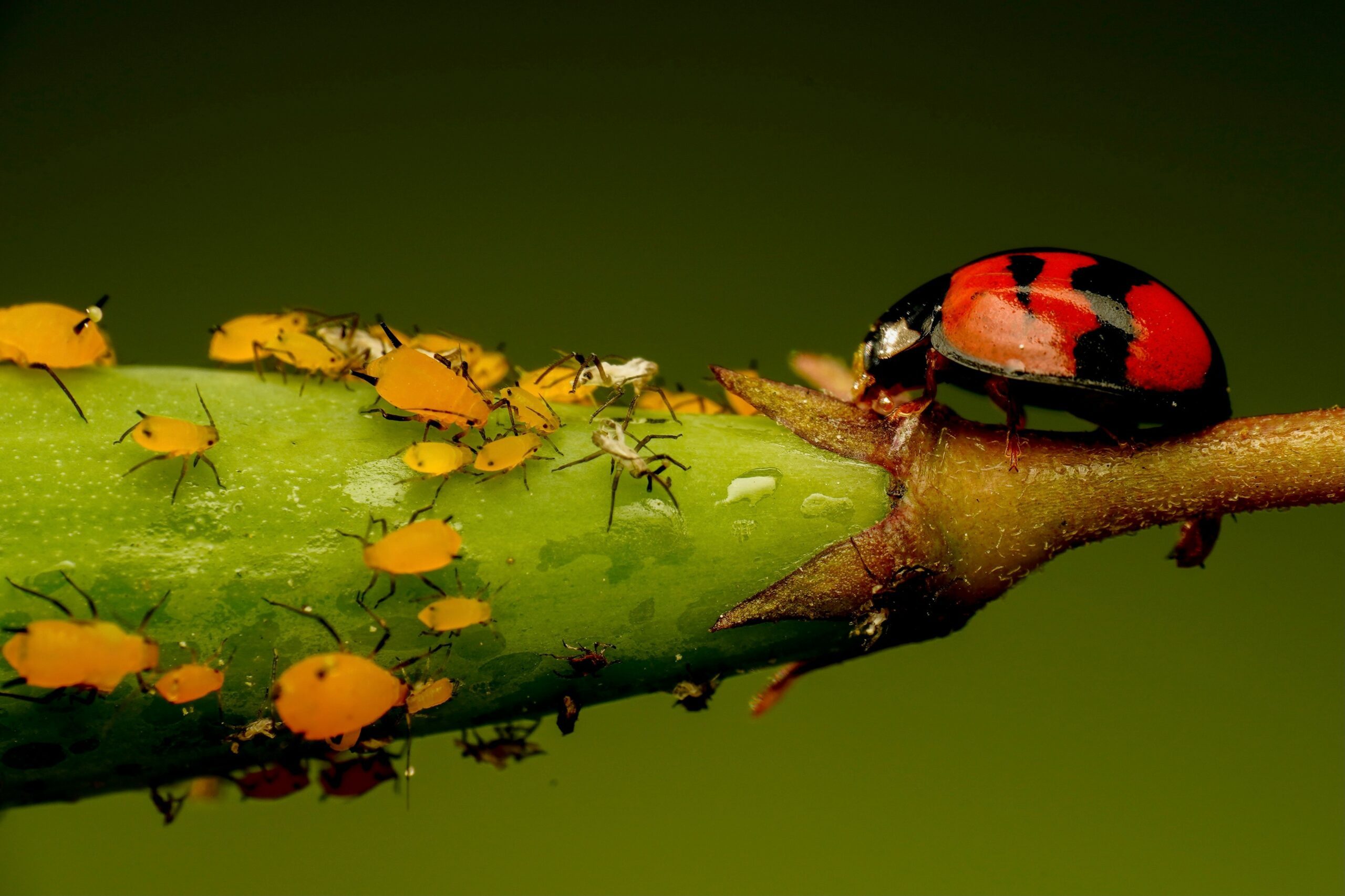 how to get rid of aphids naturally