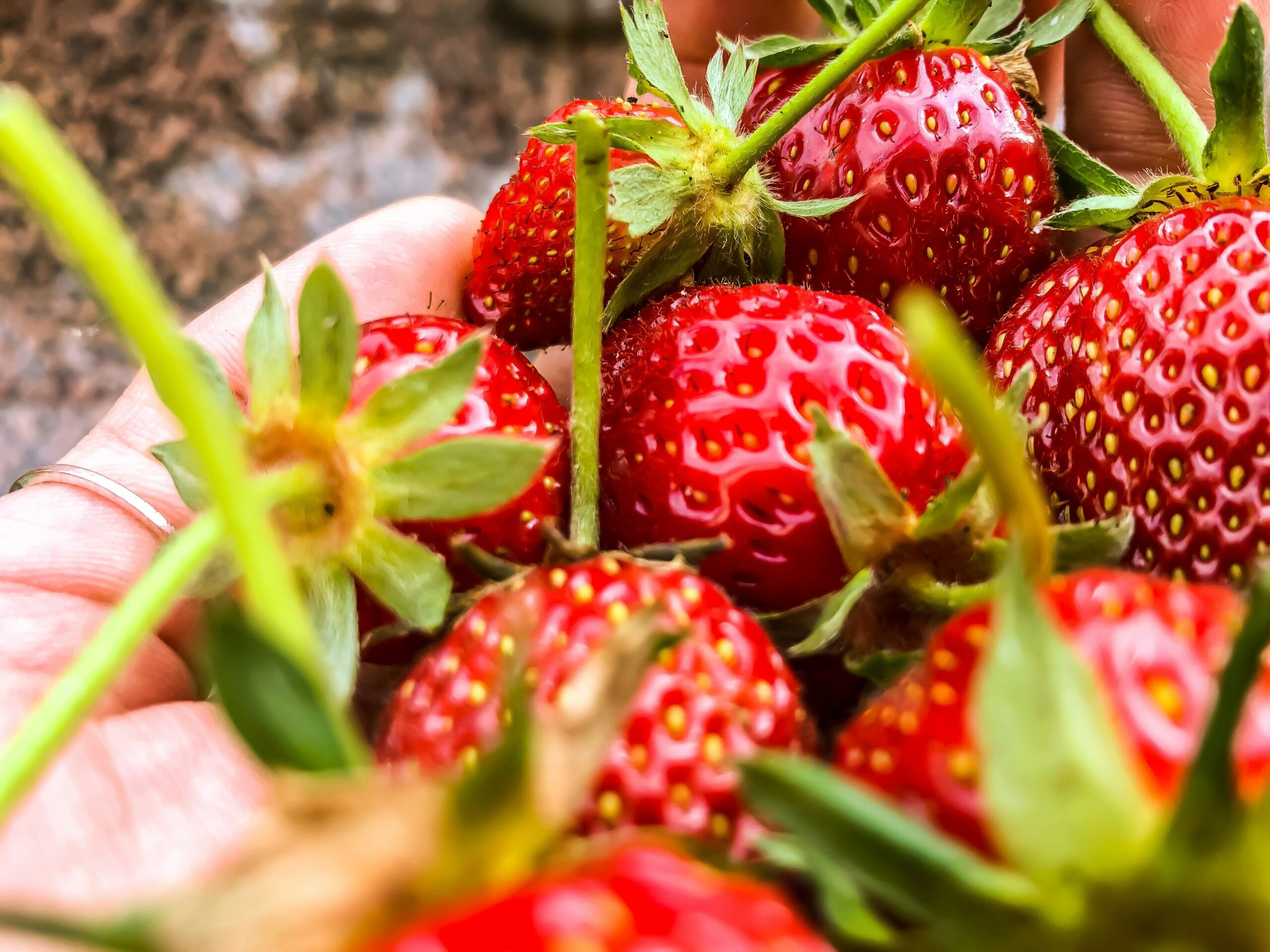 Your Balcony Can Grow Strawberries — Here’s Exactly How to Do It in the UK