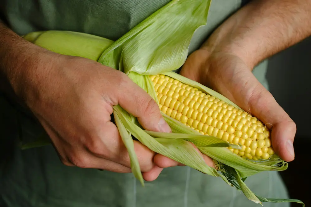 how to grow sweetcorn in the UK allotment garden