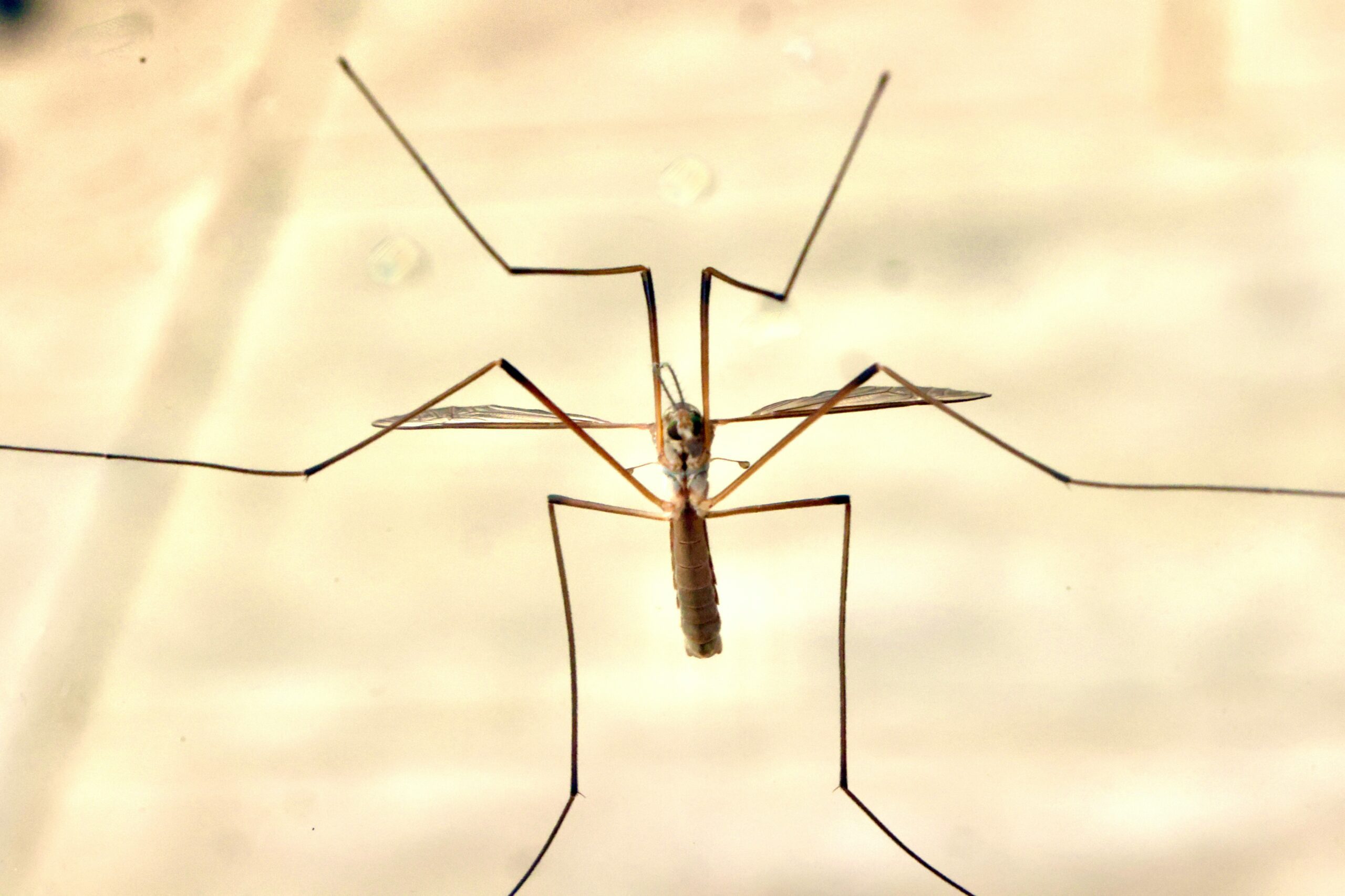 Daddy Long Legs and Leatherjackets — What They Are, What They Do to Your Garden, and How to Deal With Them