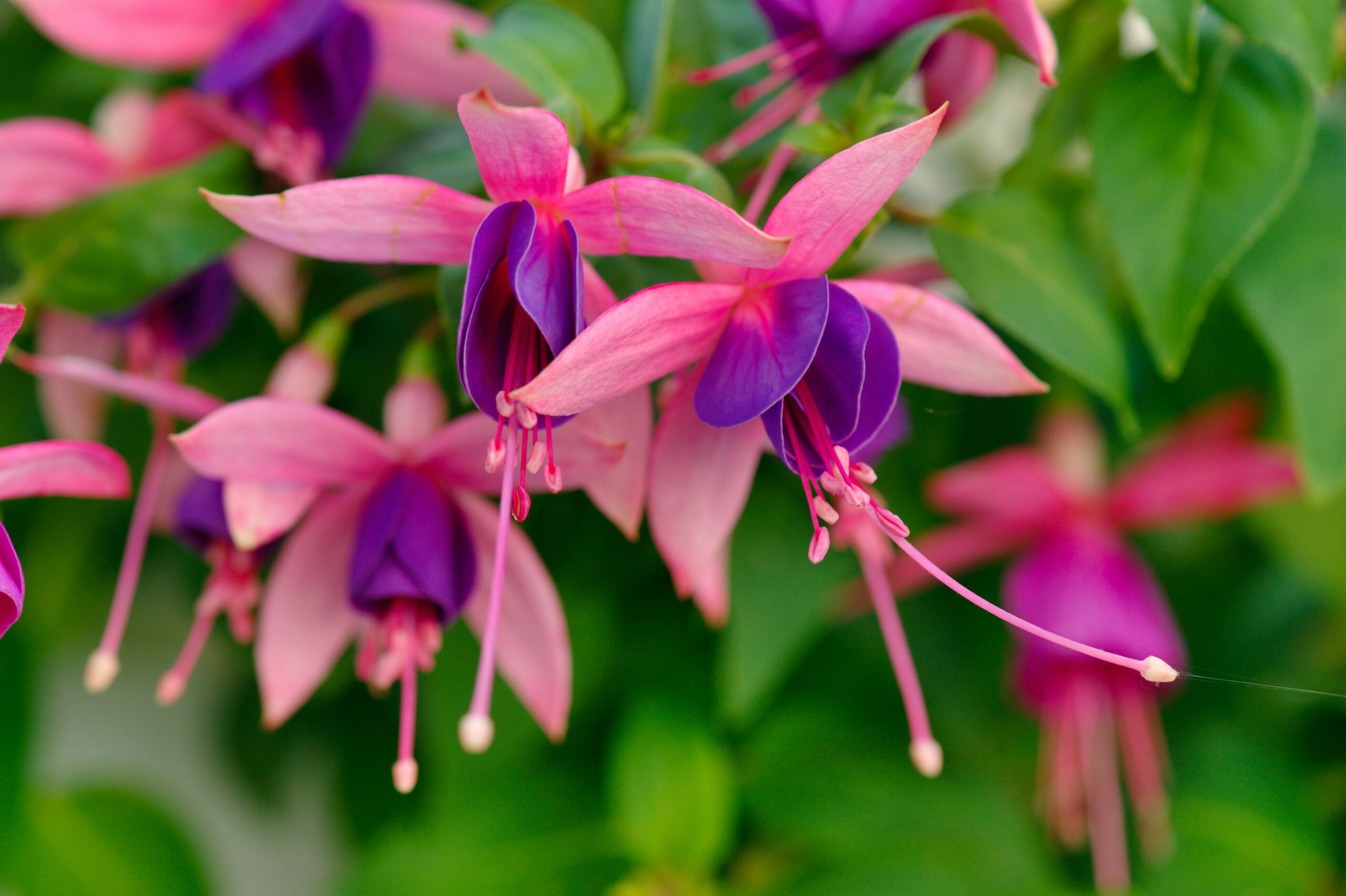 How to Grow Fuchsias in the UK — Hanging Baskets, Borders, and Overwintering