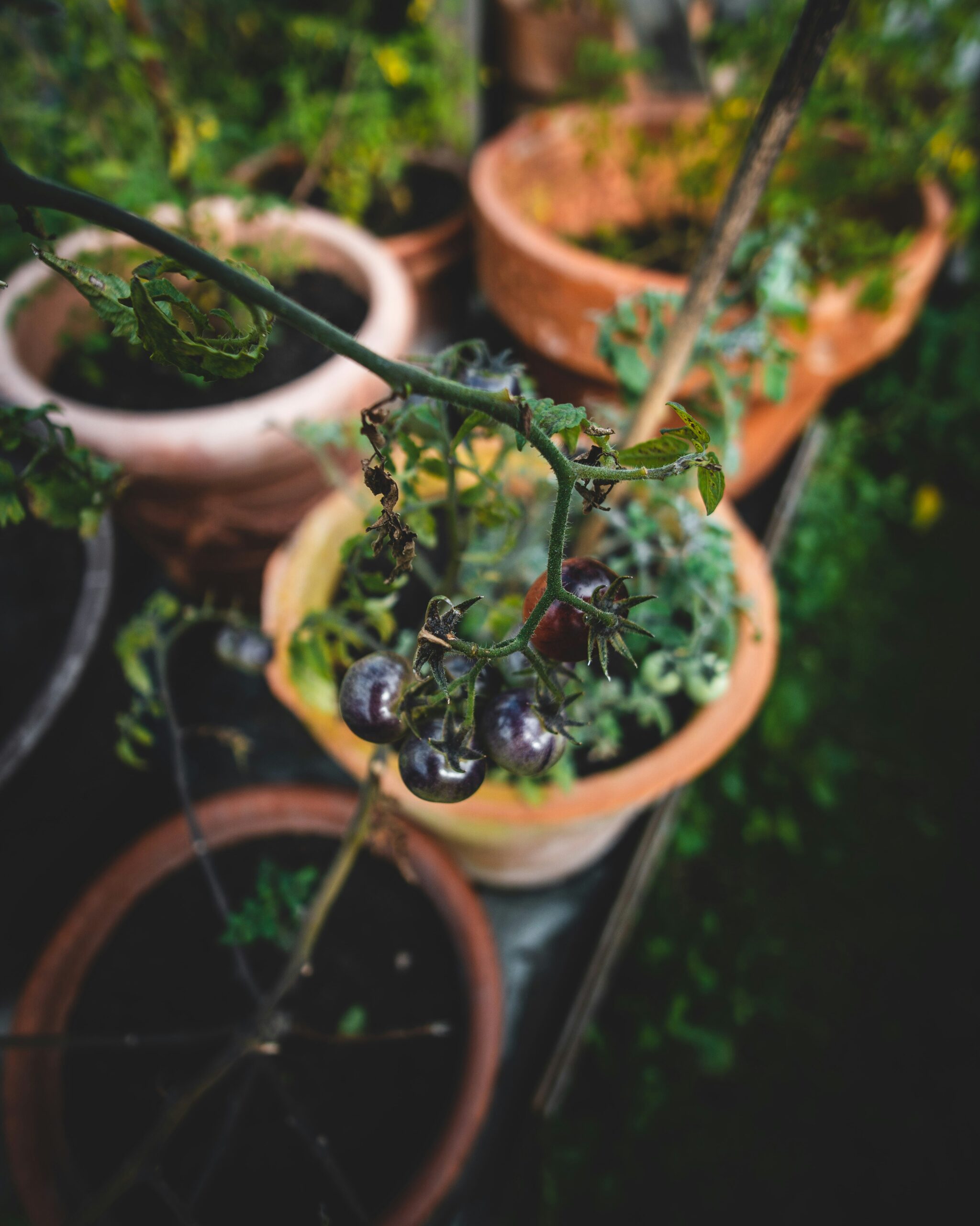 How to Grow Blueberries in Pots — The UK Beginner’s Guide