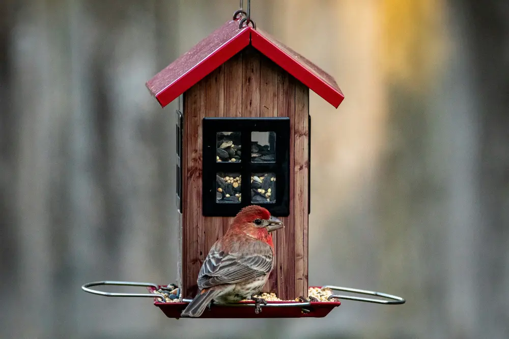 Bird Feeders in the UK — How to Attract the Right Birds to Your Garden All Year