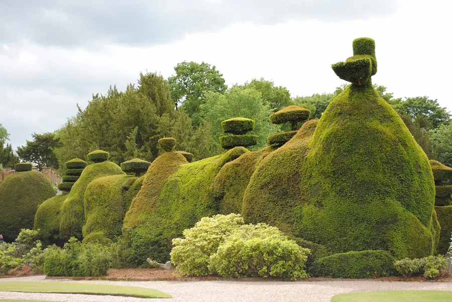 Topiary for Beginners — How to Shape Shrubs and Create Structure in a UK Garden