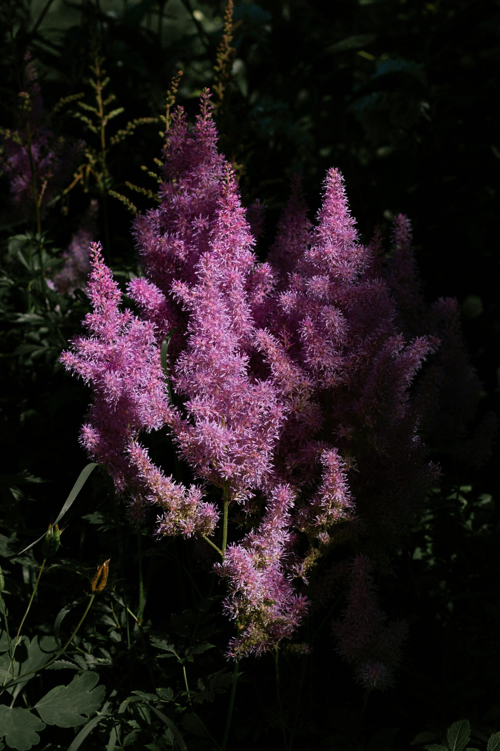plants for shady north-facing UK garden