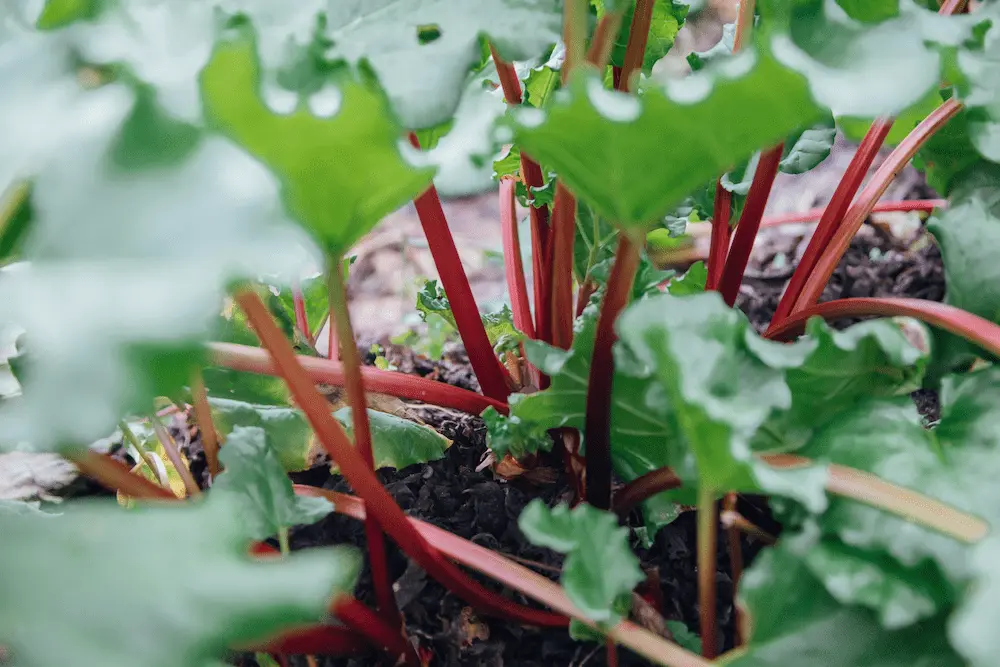 How to Grow Rhubarb in the UK — Plant Once, Harvest for 20 Years