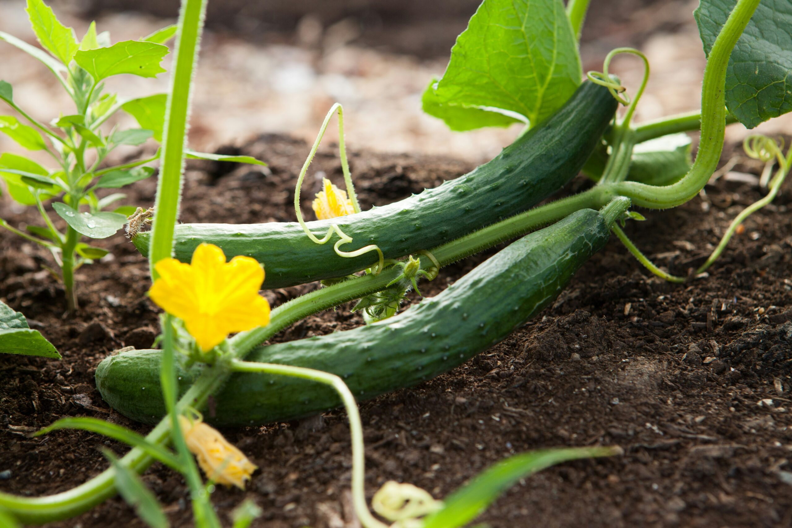 how to grow cucumbers in the UK