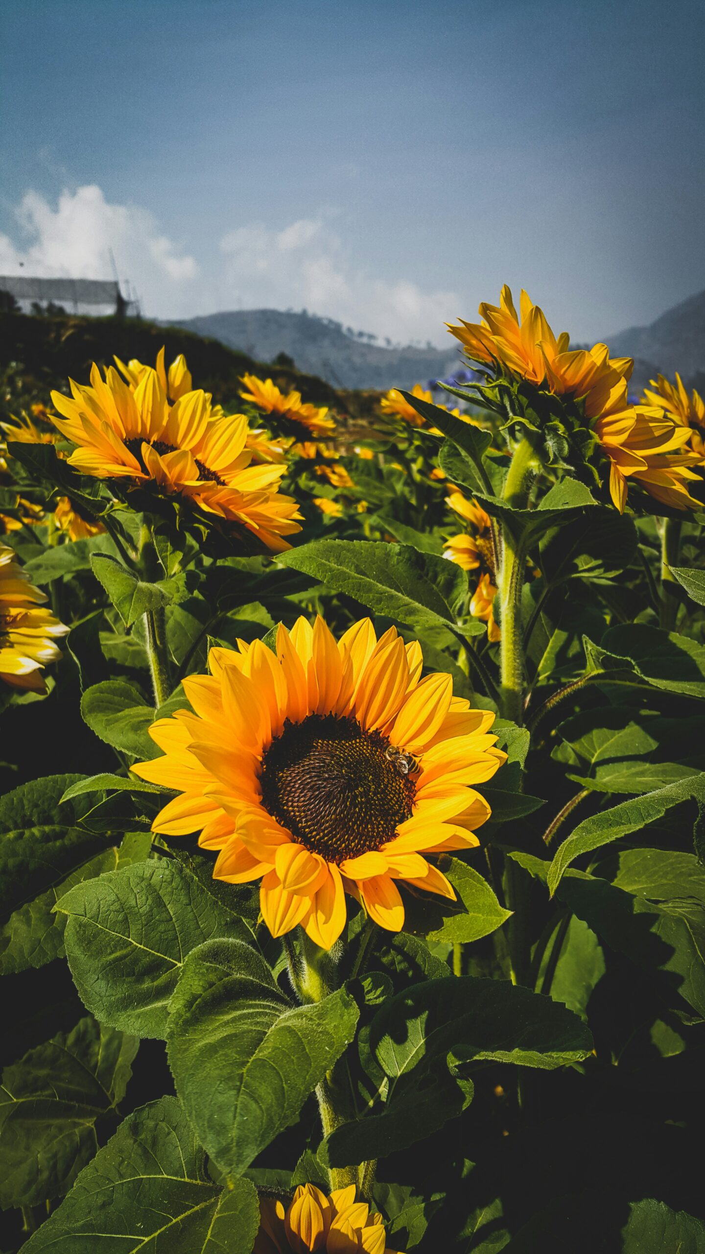 How to Grow Sunflowers in the UK — Everything a Beginner Needs to Know