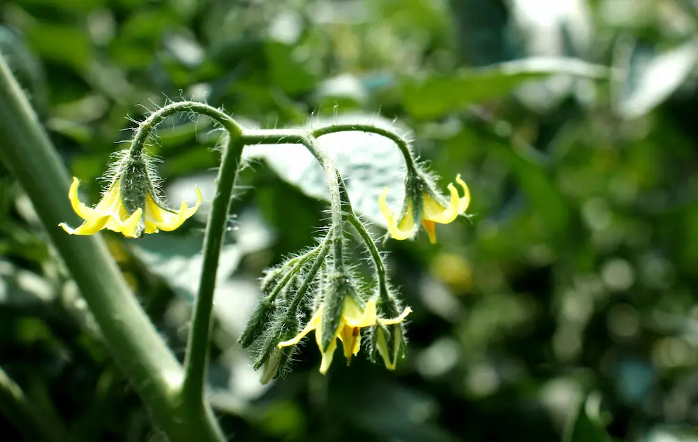 Why Are My Tomato Flowers Dropping Off? And How to Fix It