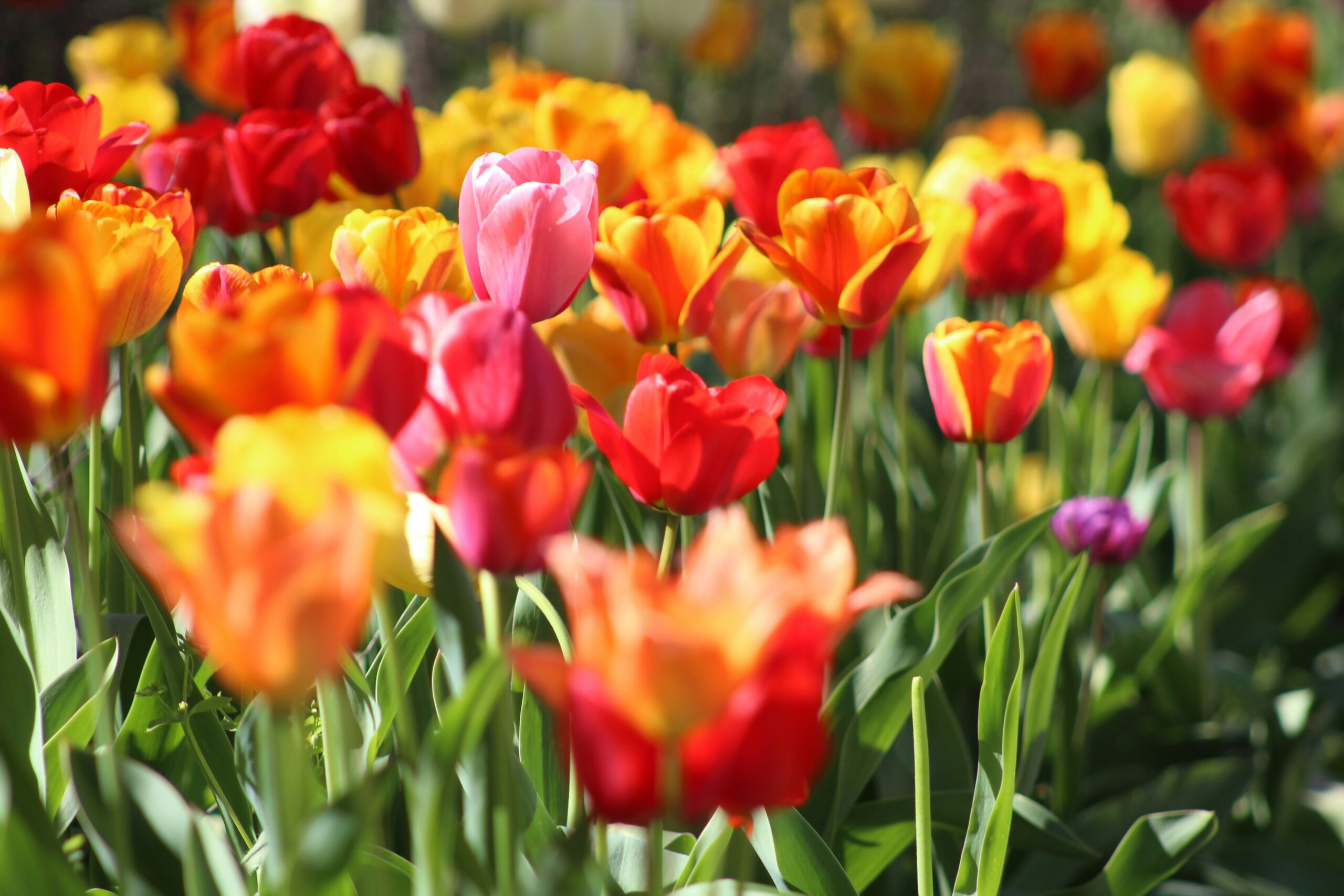 How to Grow Tulips in the UK — The Beginner’s Guide to the Most Reliable Spring Bulb