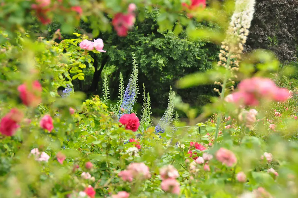 The Best Bulbs to Plant in Autumn for a Spectacular UK Spring Garden