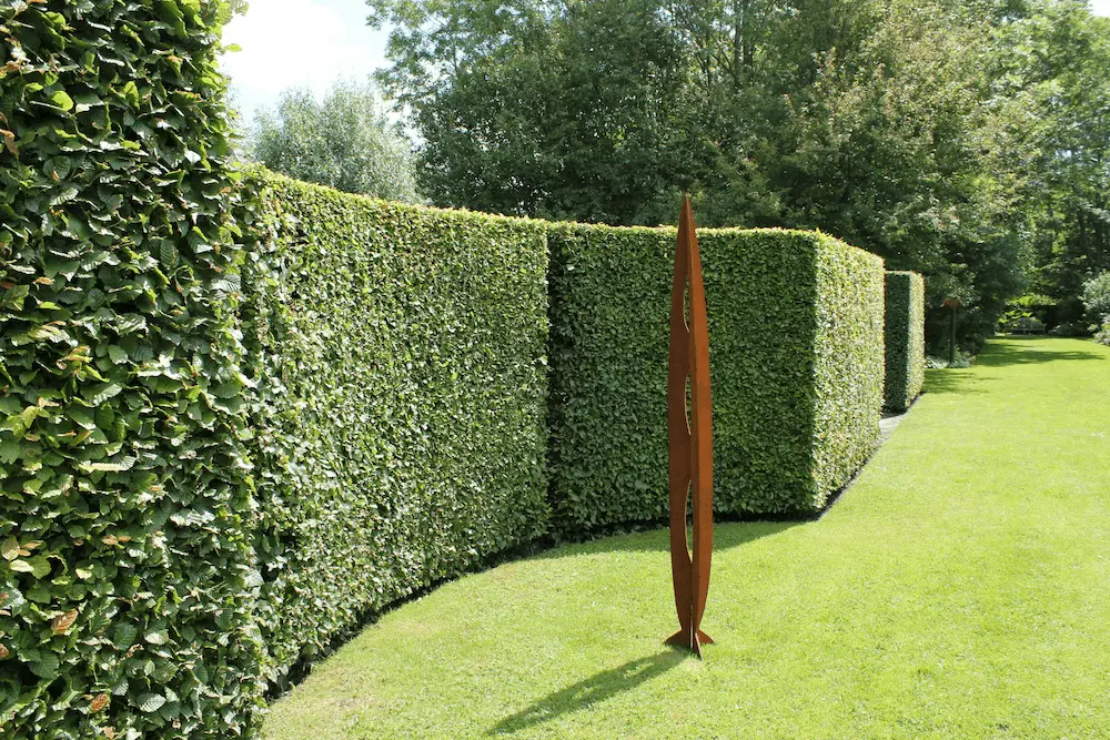 grow and trim a hedge UK garden