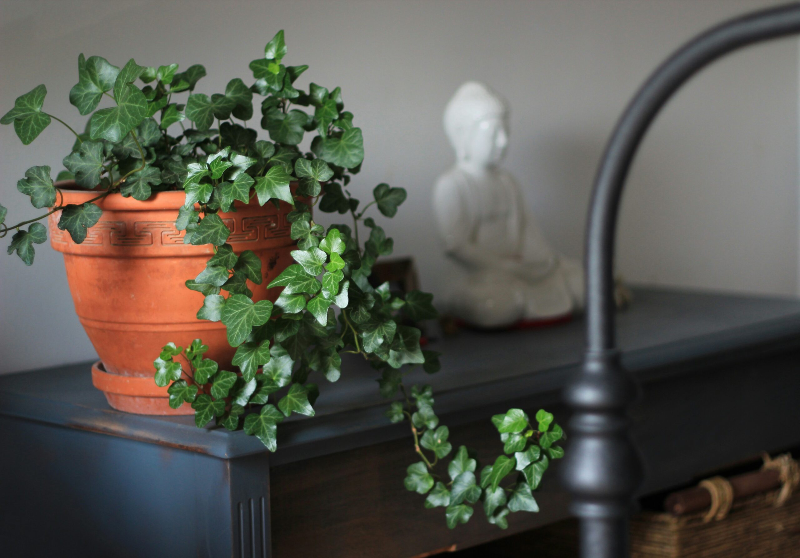 Indoor Ivy — How to Care for It, Style It, and Stop It Dying on You