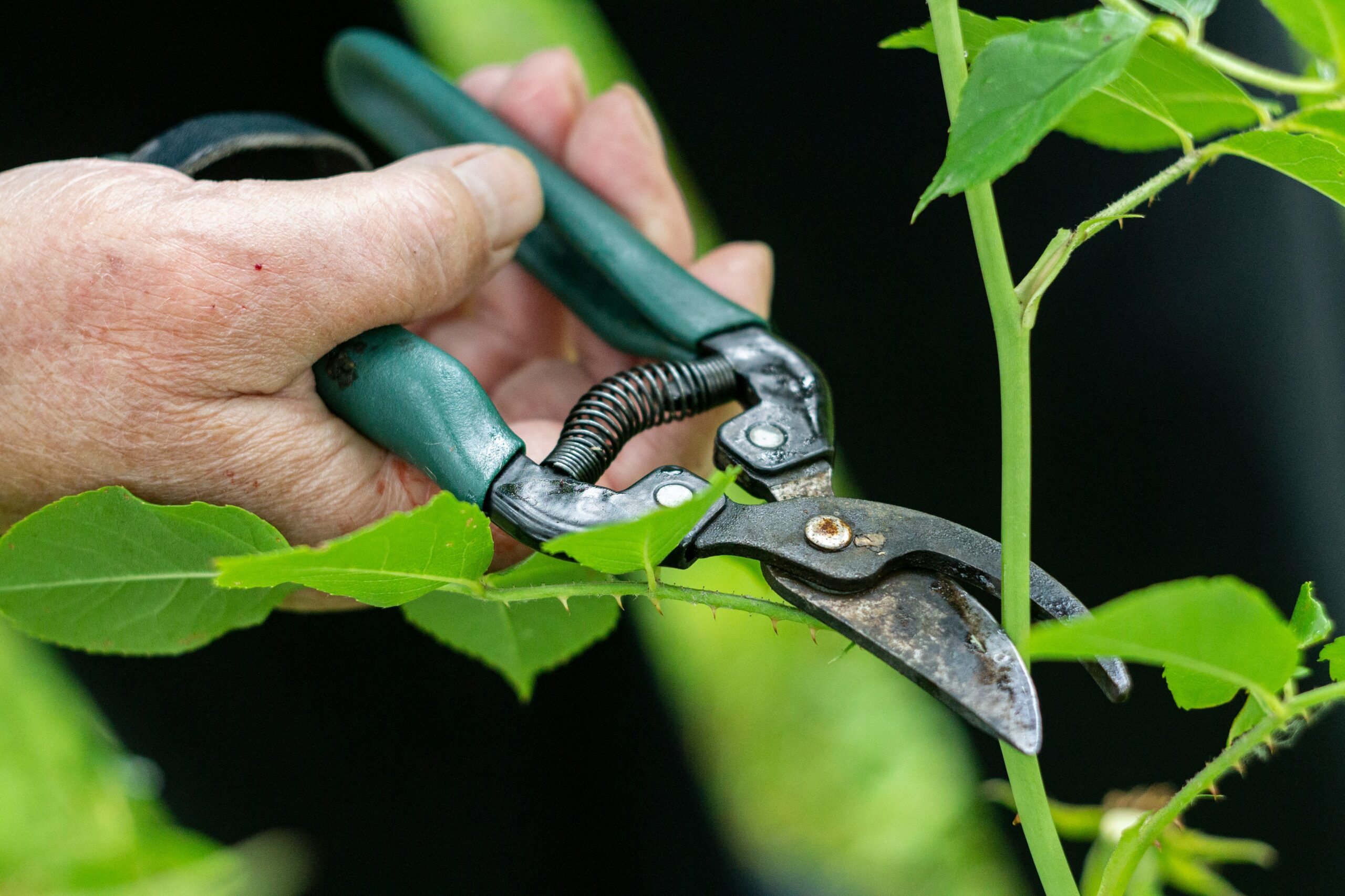 One Plant Becomes Twenty for Free — The Beginner’s Guide to Propagating from Cuttings