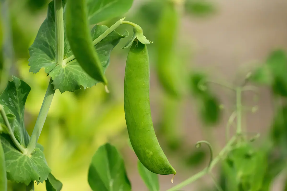 how to grow peas in the UK