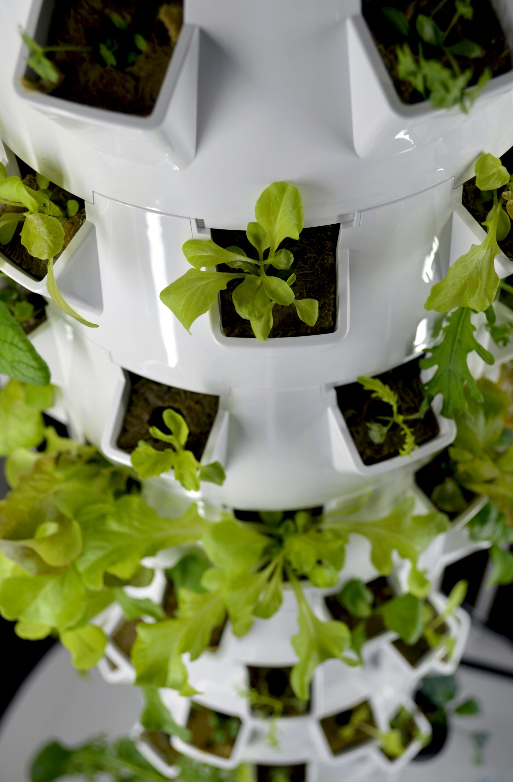 vertical gardening in the UK