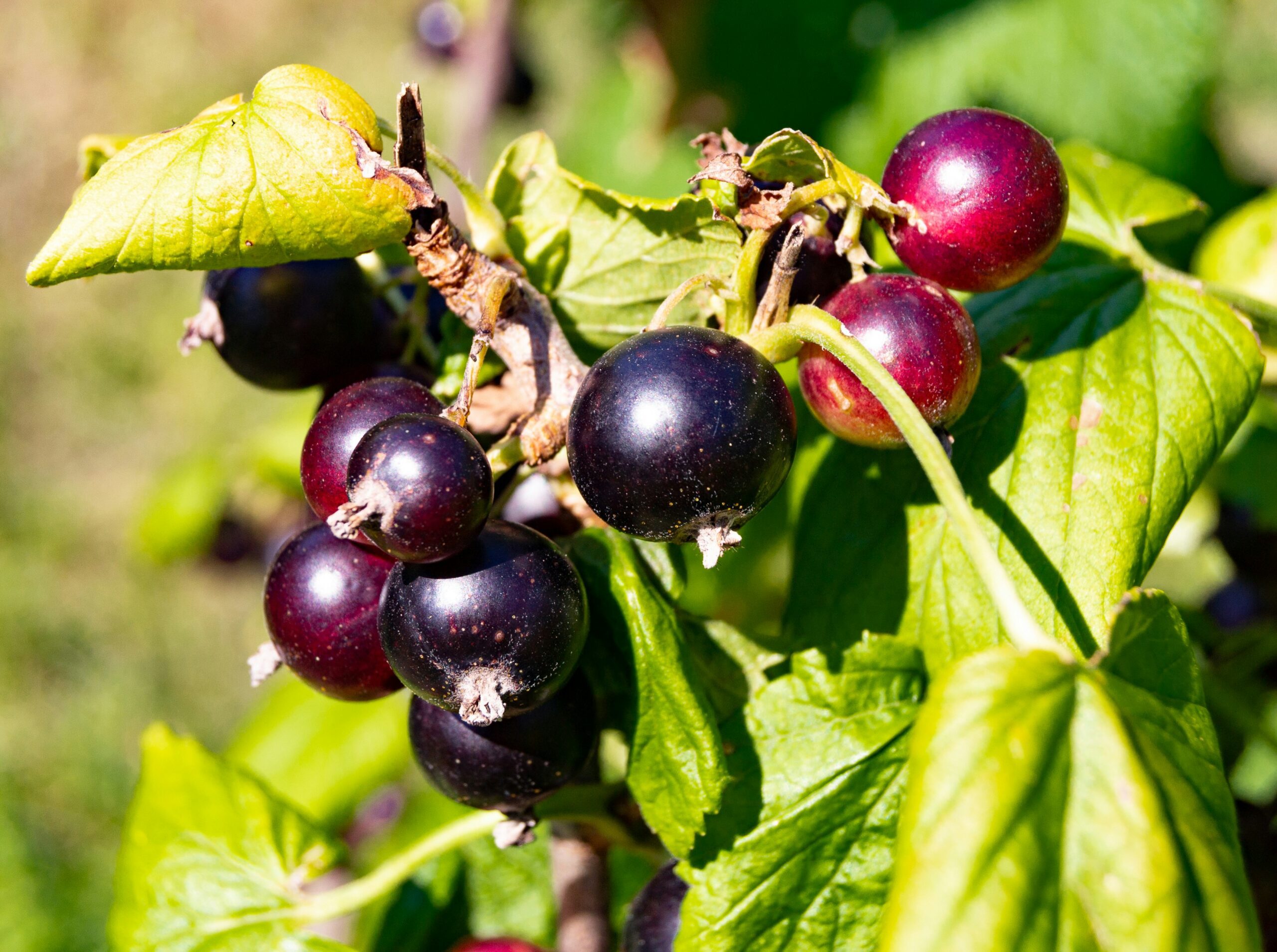 how to grow blackcurrants in the UK