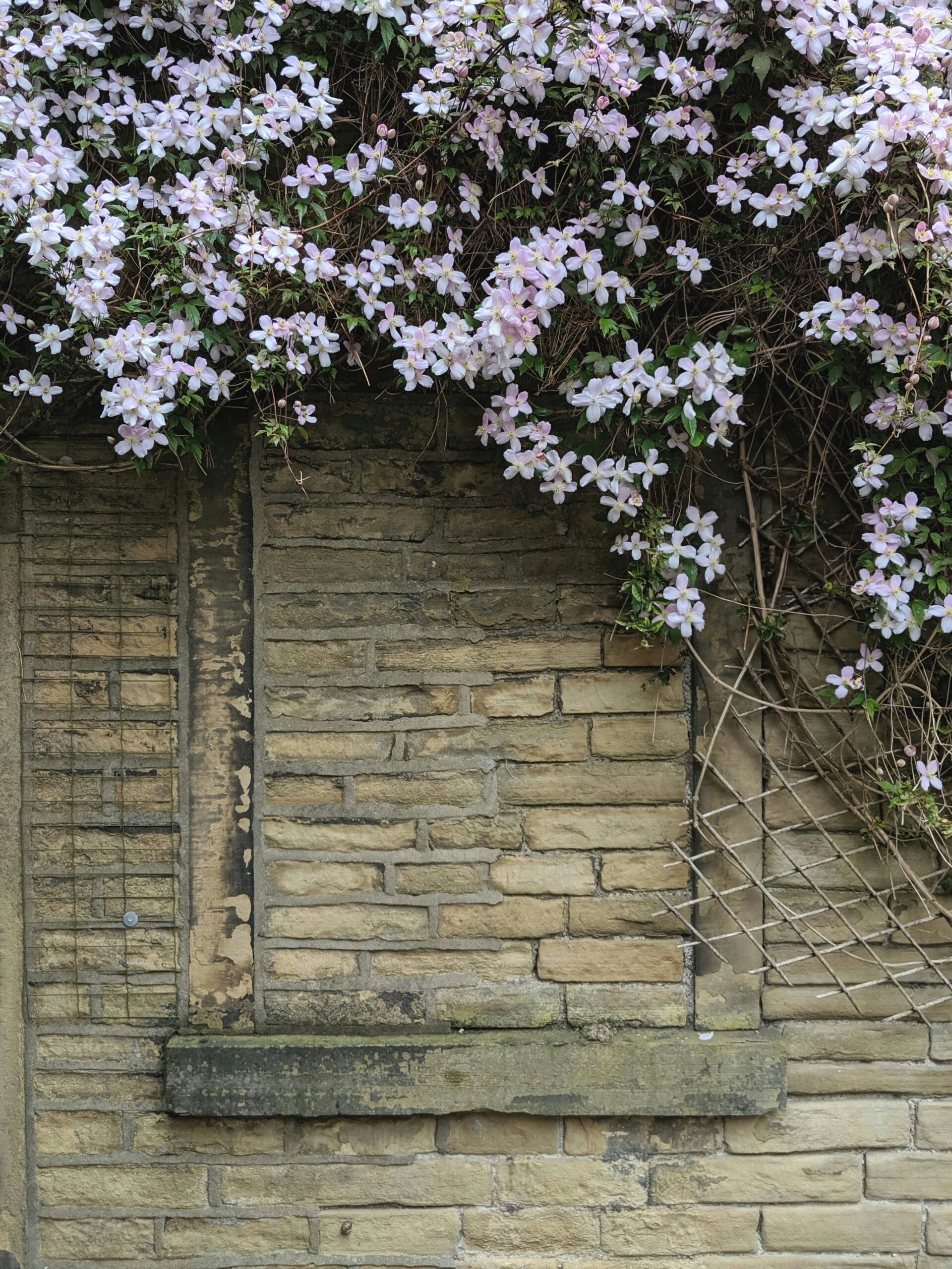 how to grow clematis in the UK