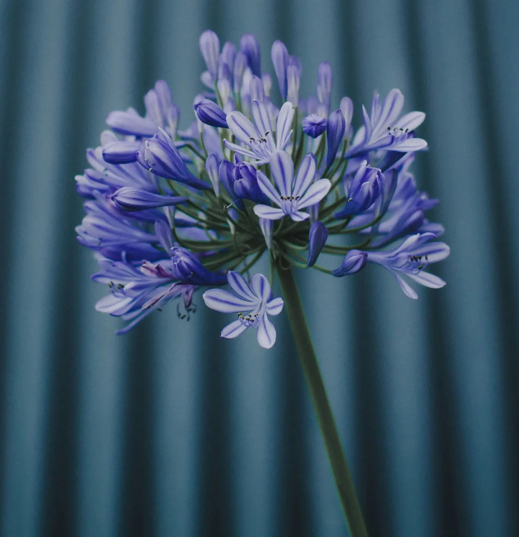 How to Grow Agapanthus in the UK — The Stunning Summer Bulb Worth Growing