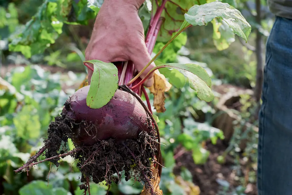 grow beetroot in the UK