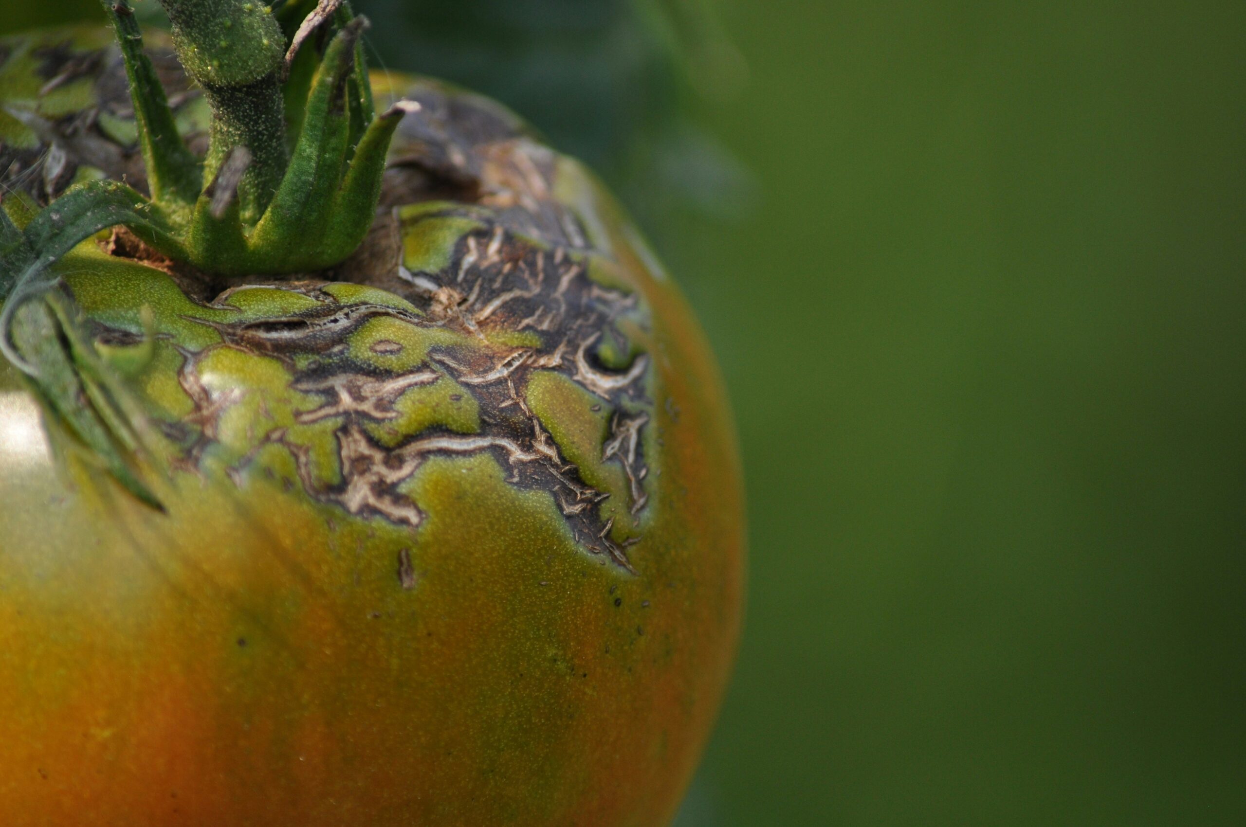 blight on tomatoes and potatoes