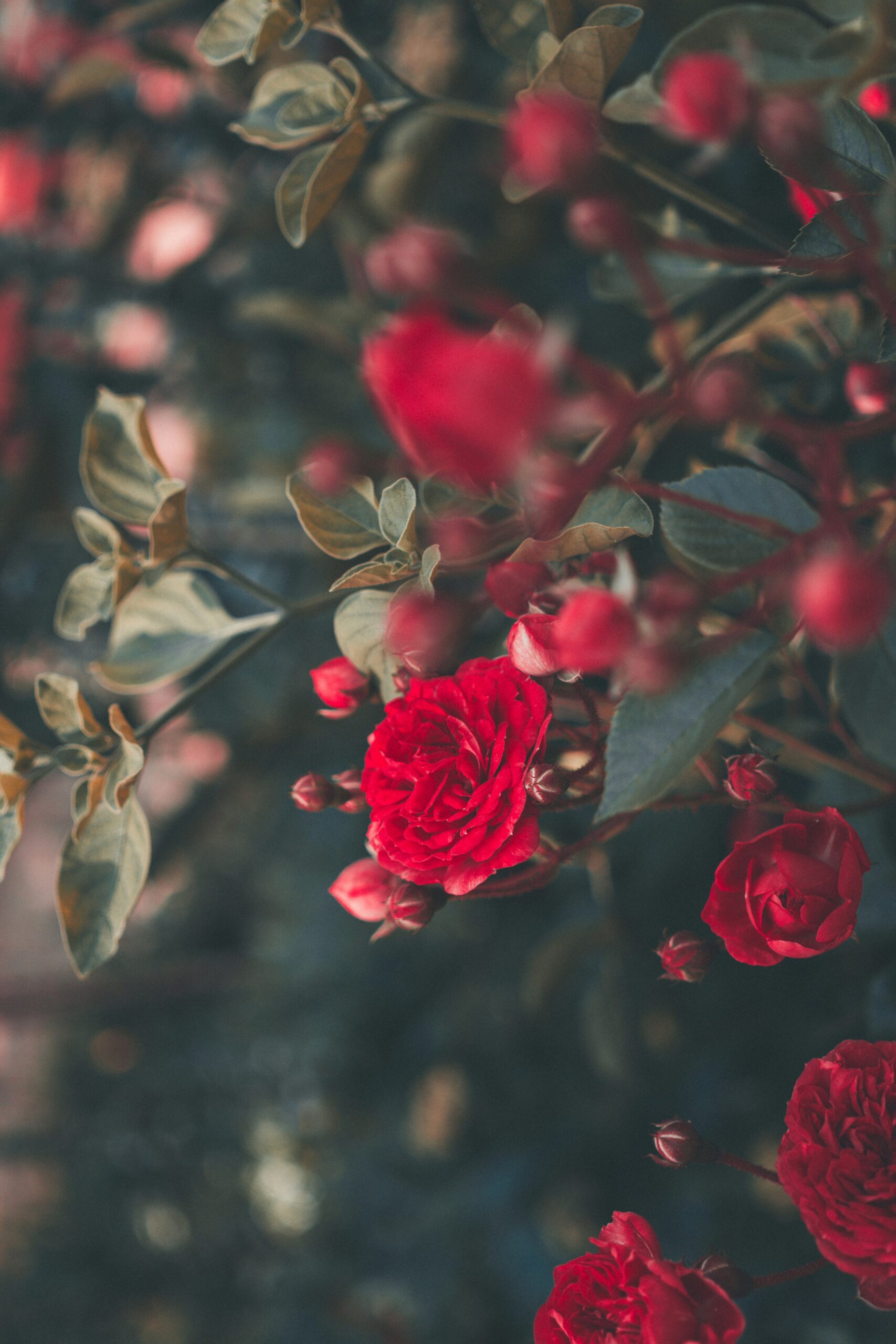how to grow roses in the UK