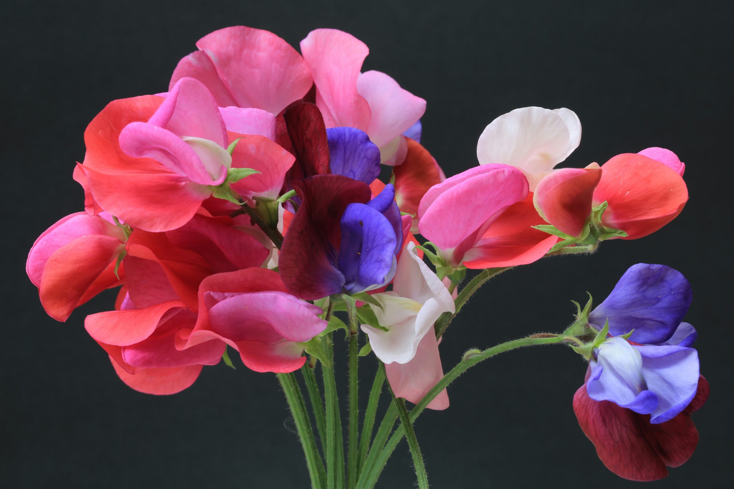 how to grow sweet peas in the UK