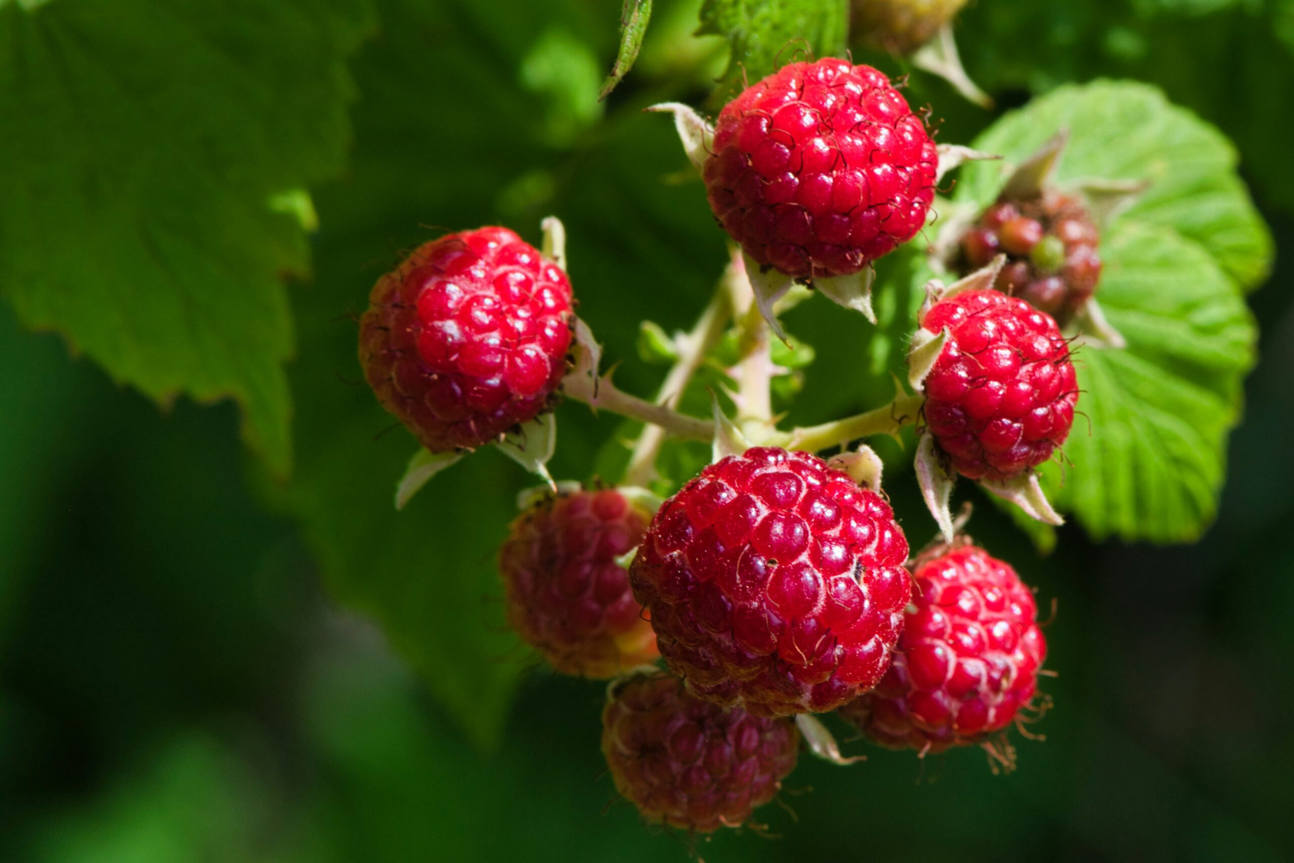 how to grow raspberries in the UK